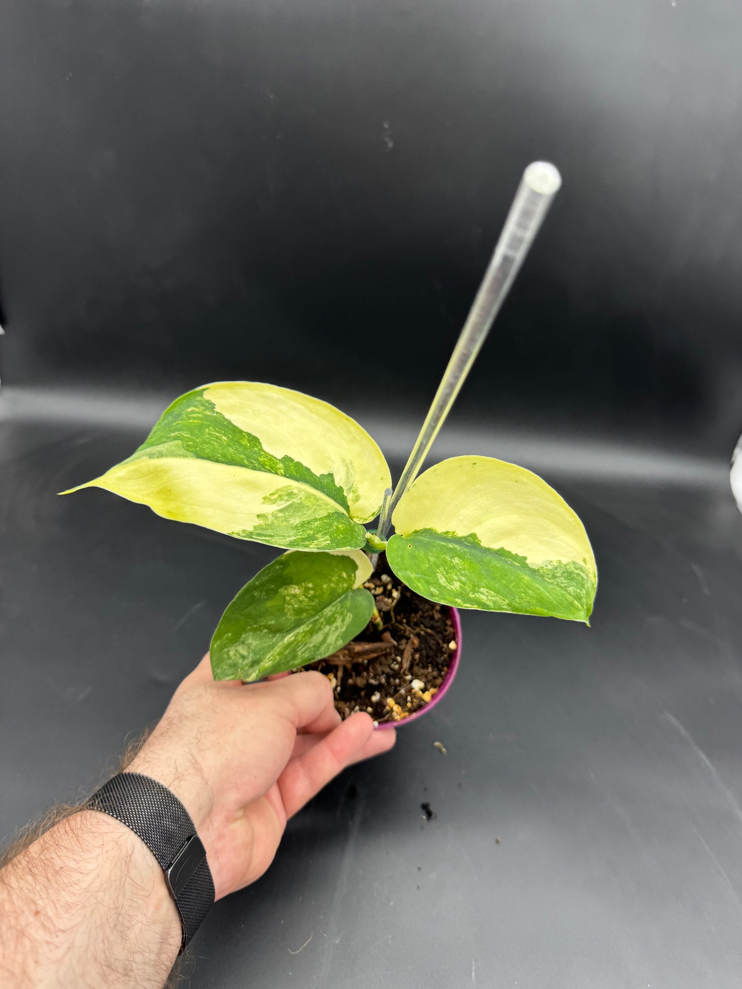 Scindapsus Jade Satin Aurea