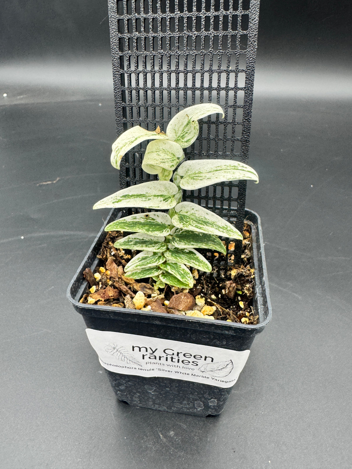 Rhaphidophora Tenuis Silver white Marble variegata