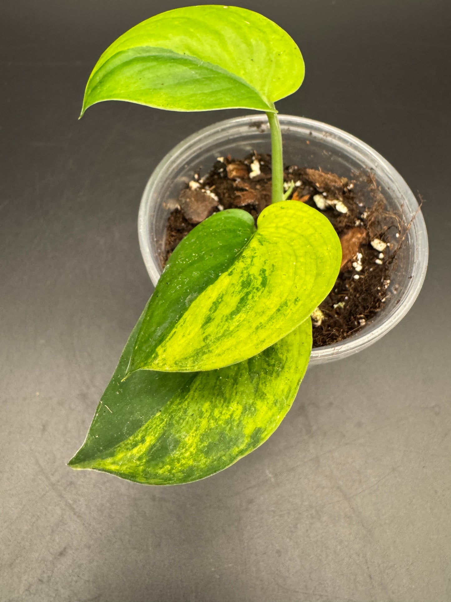 Scindapsus Jade Satin Aurea variegata