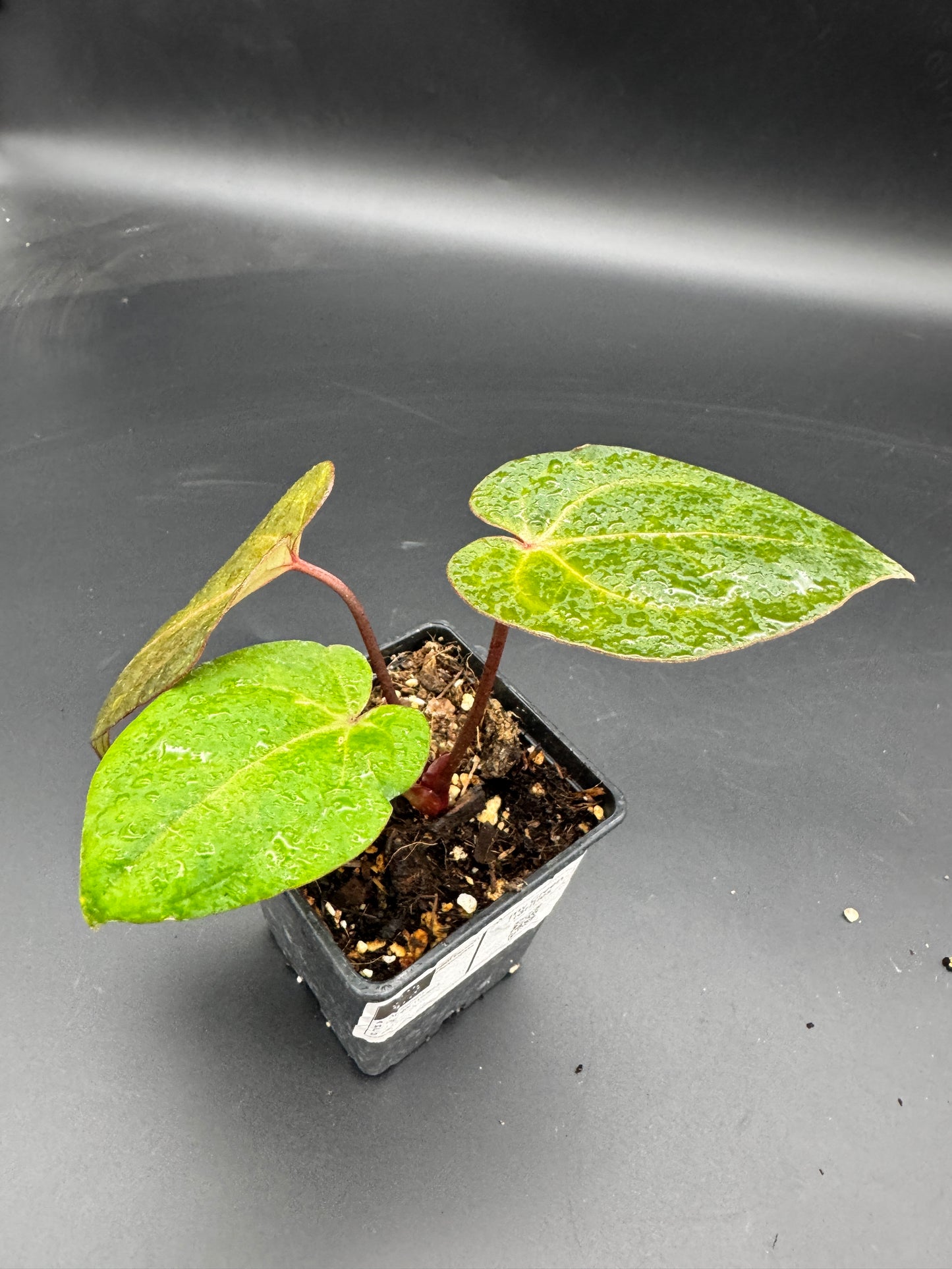 Anthurium RVDP (Red Vein Dark Phoenix) variegata