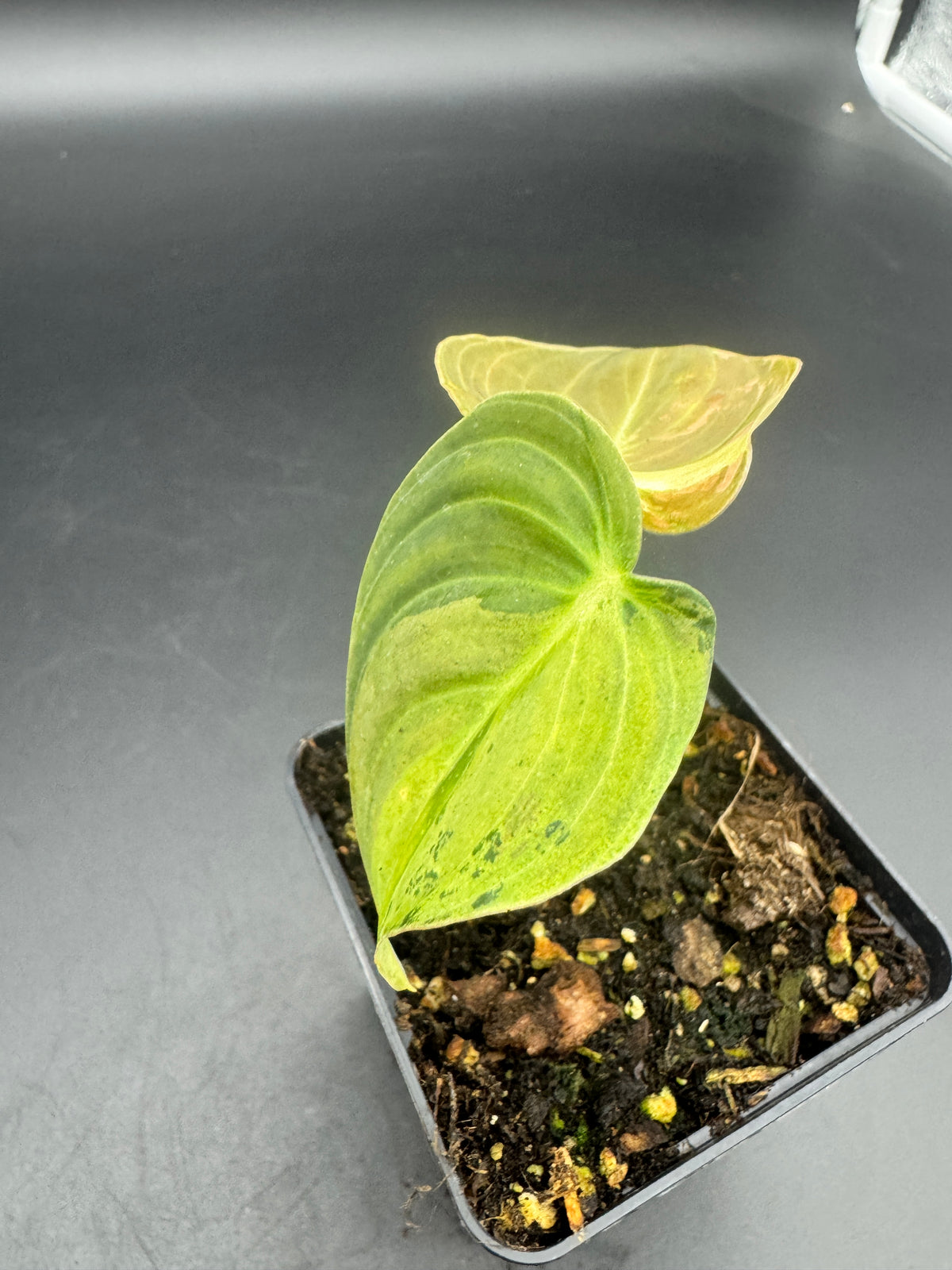 Philodendron melanochrysum variegata