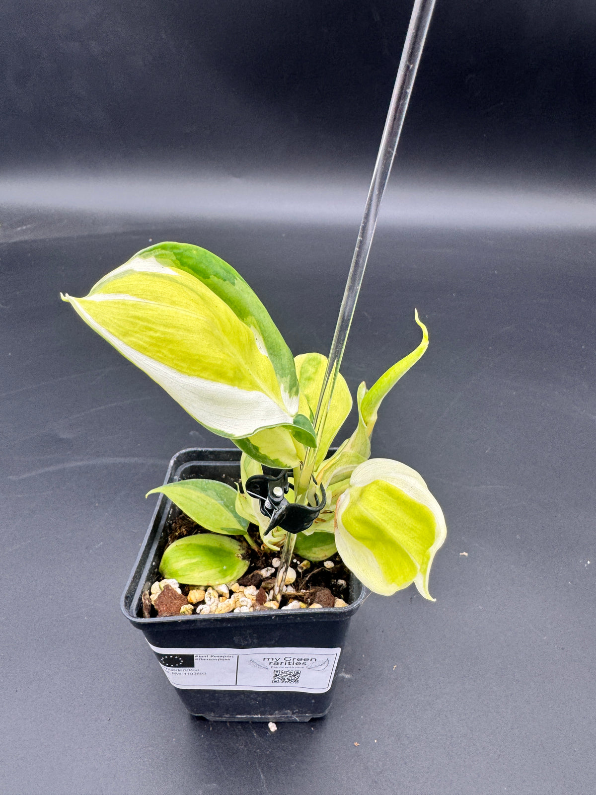 Philodendron cream splash