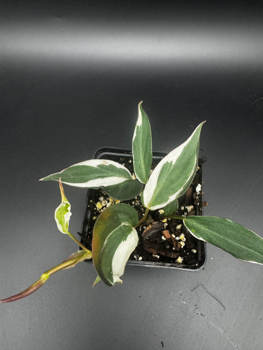philodendron red twins Philodendron Congo Rojo | A Beautiful Houseplant | Purifies Air