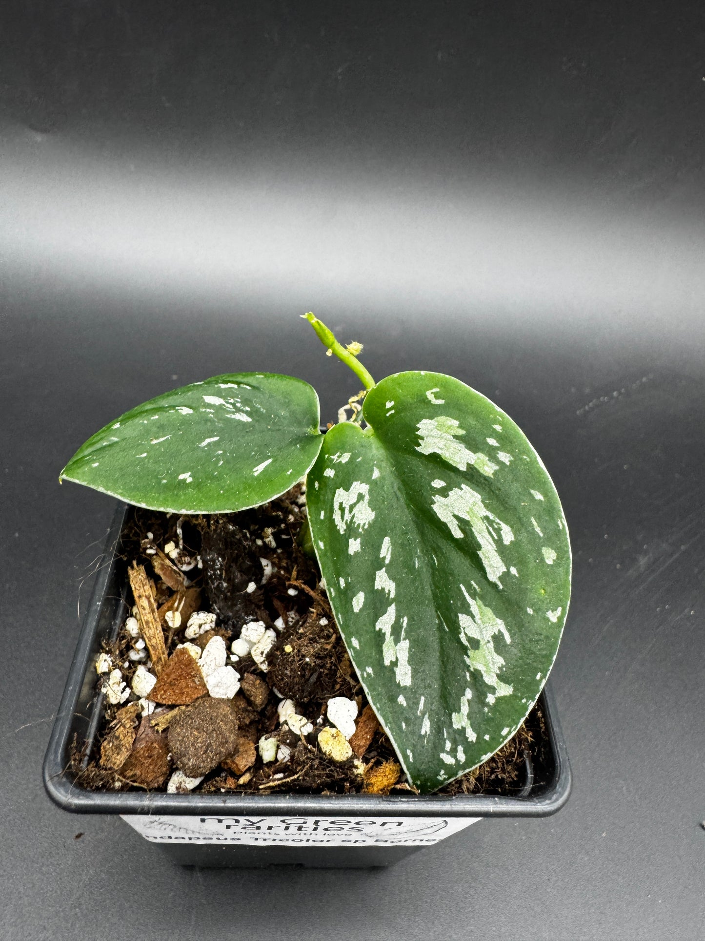 Scindapsus Tricolor sp Borneo
