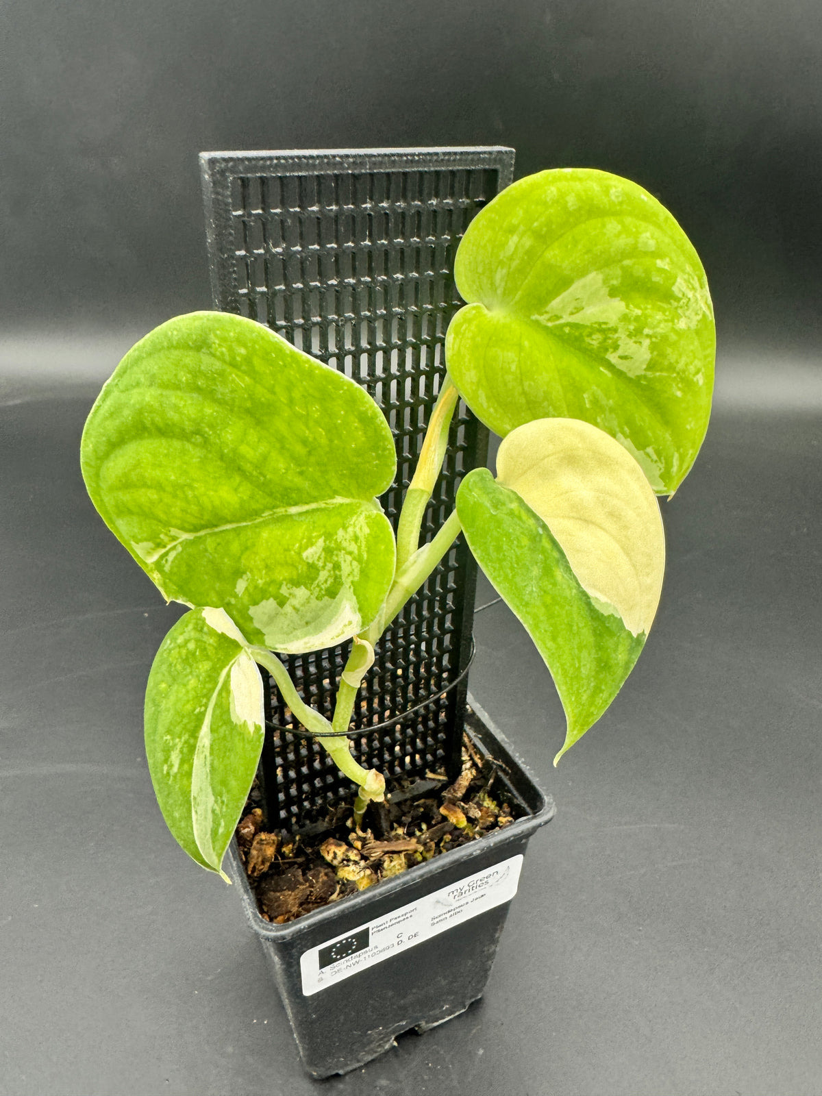 Scindapsus Jade Satin variegata