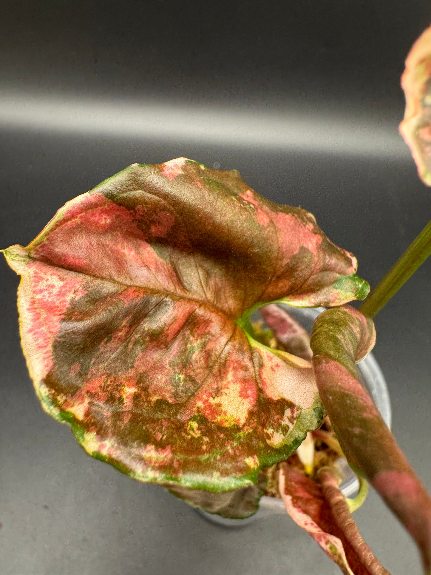 Syngonium strawberry ice Galaxy