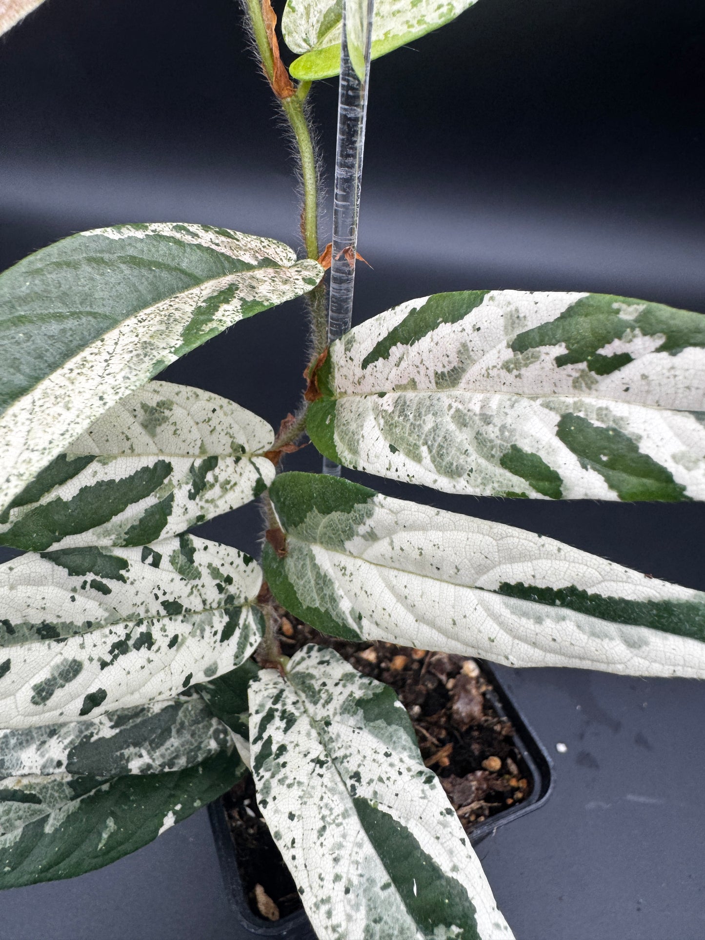 Ficus Sagittata Pink Variegata