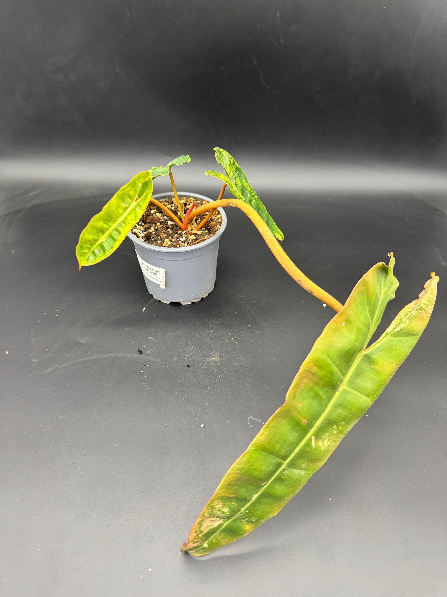 Philodendron Billietiae Variegata kein tc!!!