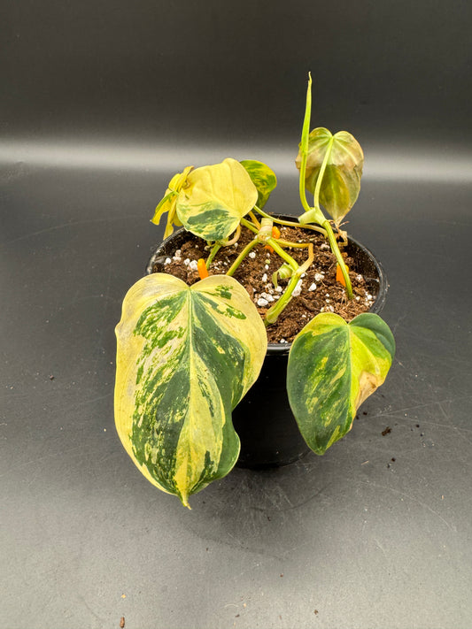 Philodendron micans variegata