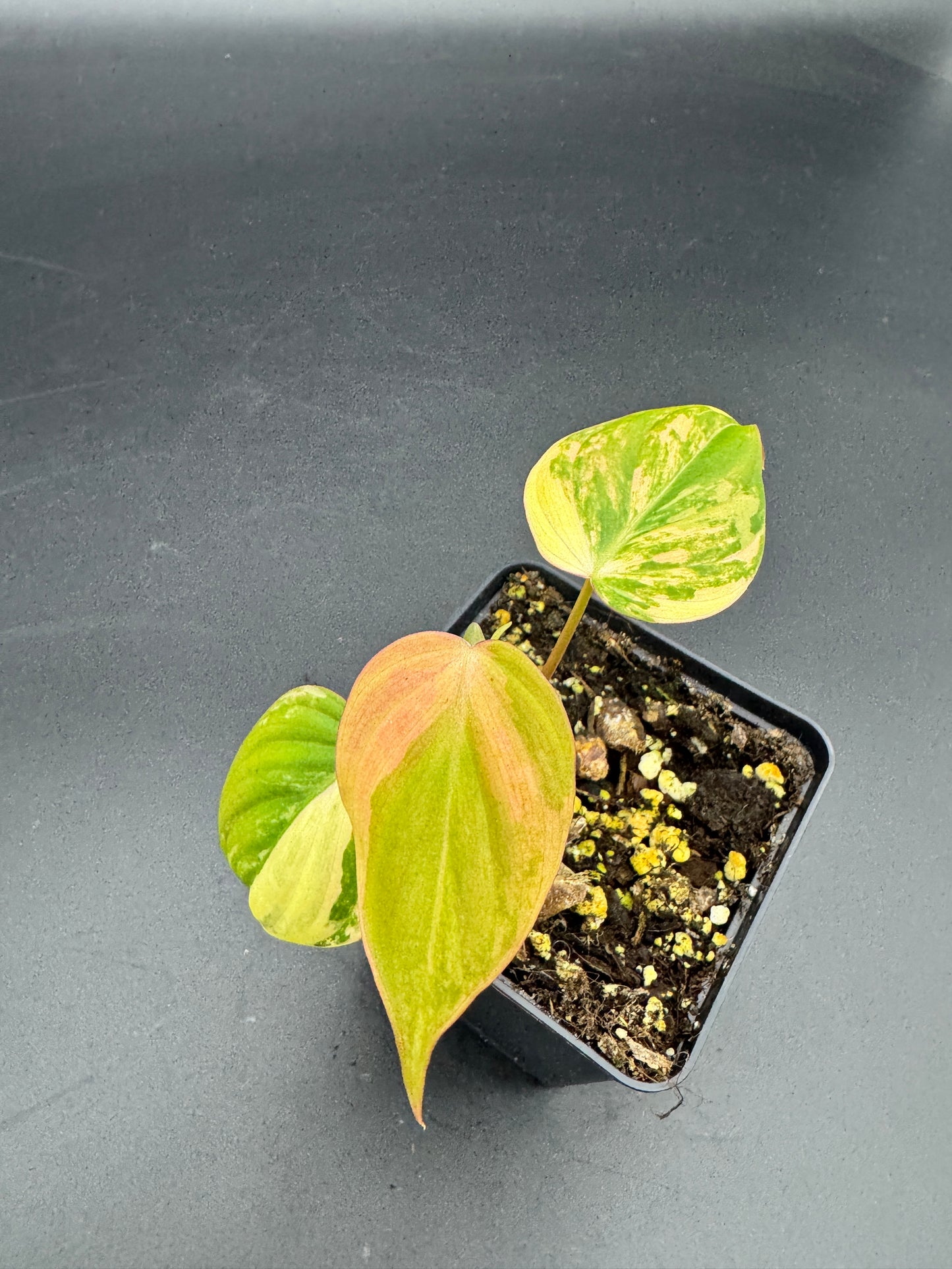 Philodendron micans variegata