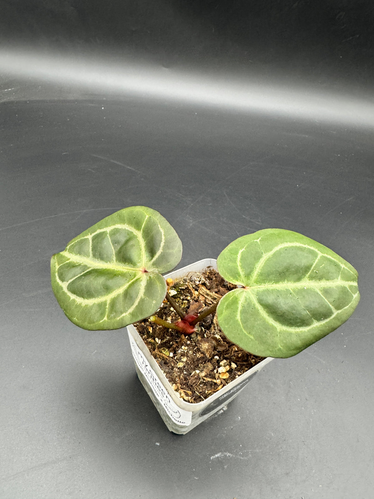 Anthurium Michelle x Michelle