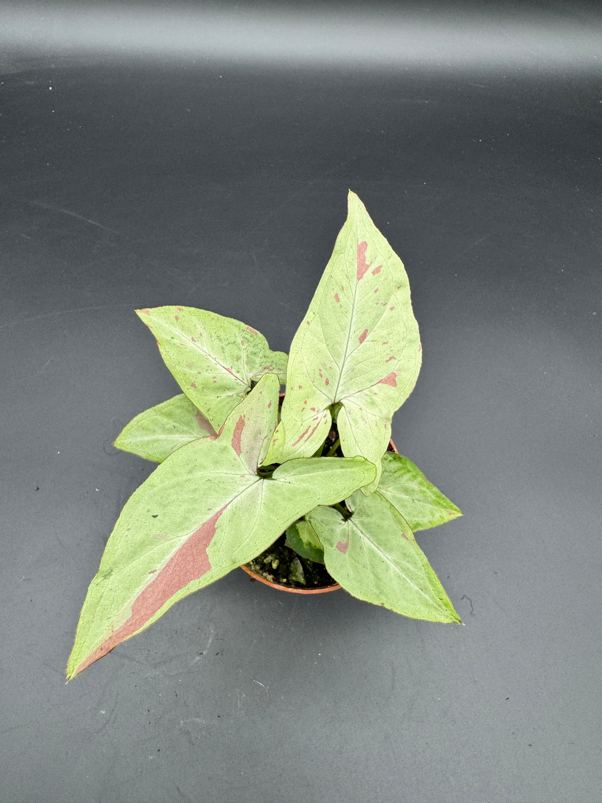 Syngonium milk confetti