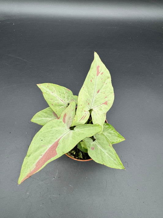 Syngonium milk confetti