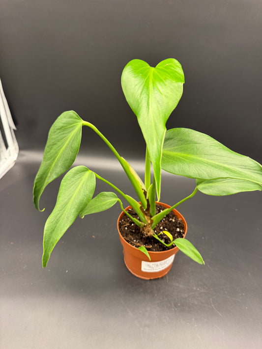 Monstera burle marx Flame