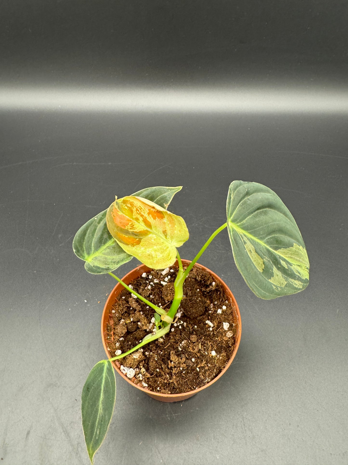Philodendron Melanochrysum variegata