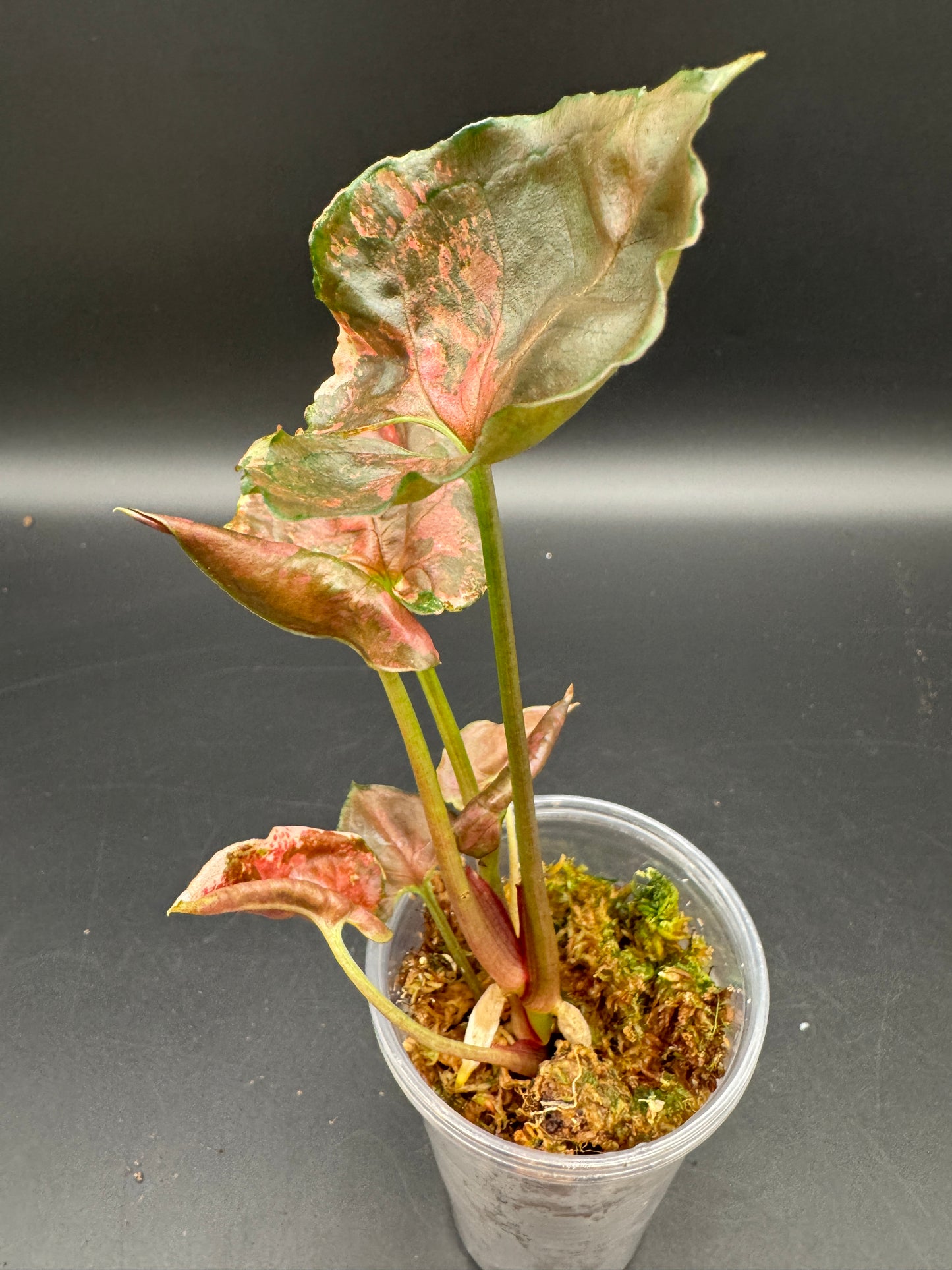 Syngonium strawberry ice Galaxy