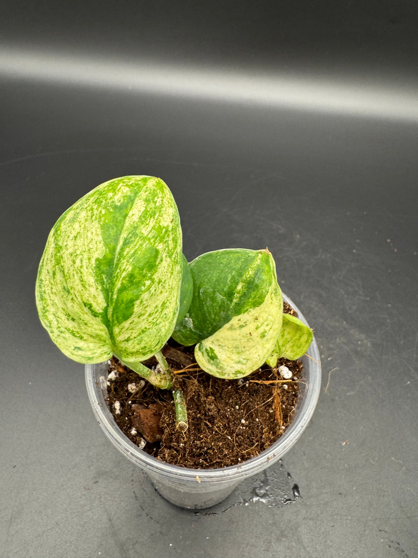 Scindapsus jade Satin variegata