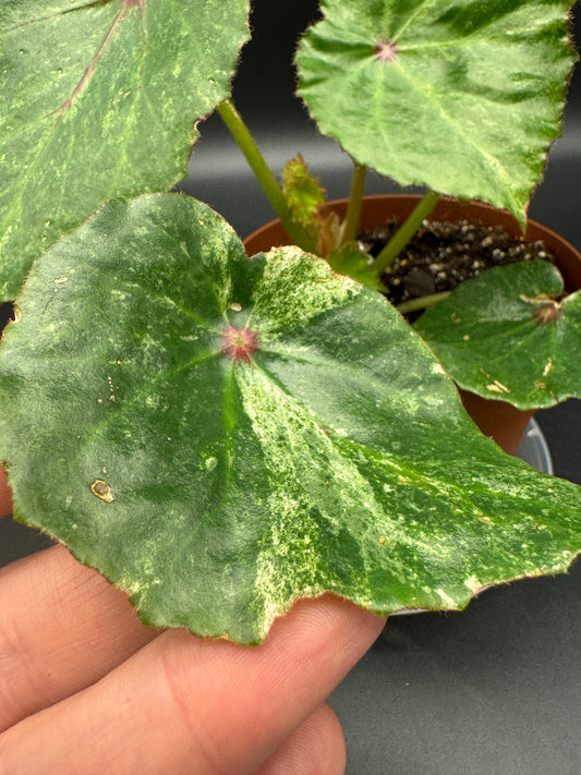 Begonia Rouge variegata
