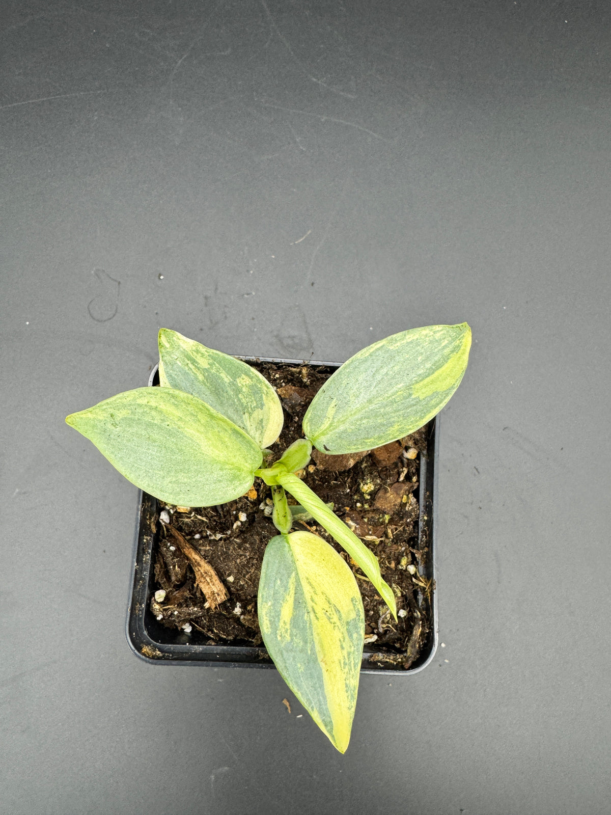Philodendron Silver Sword variegata