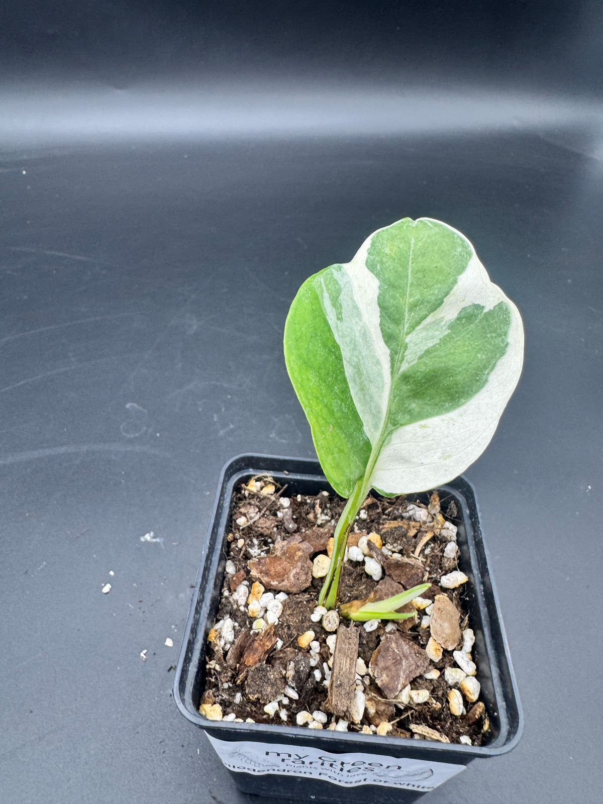 Philodendron Forrest of white