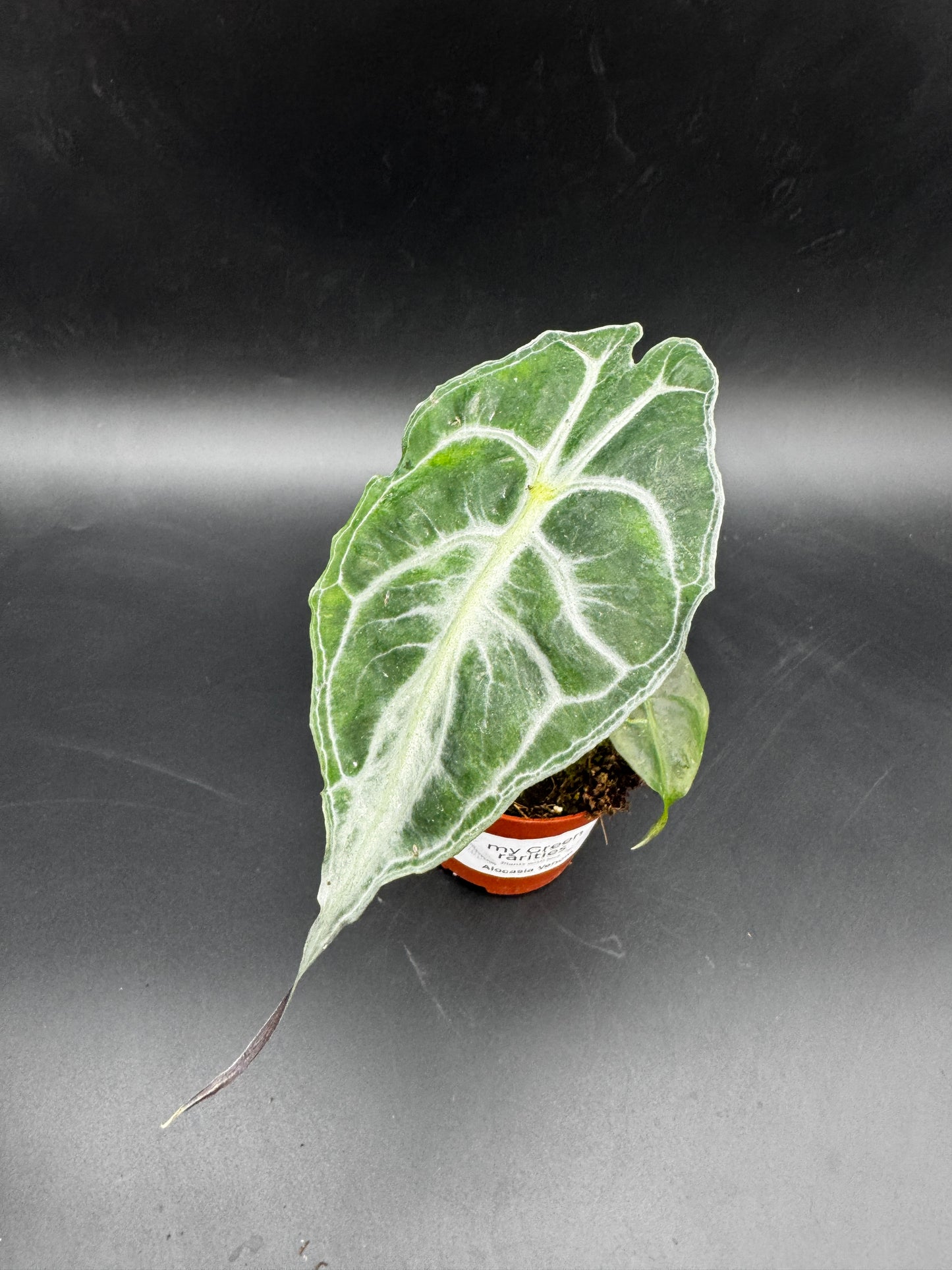 Alocasia Venom