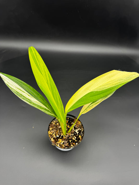 Epipremnum amplissimum Aurea variegata