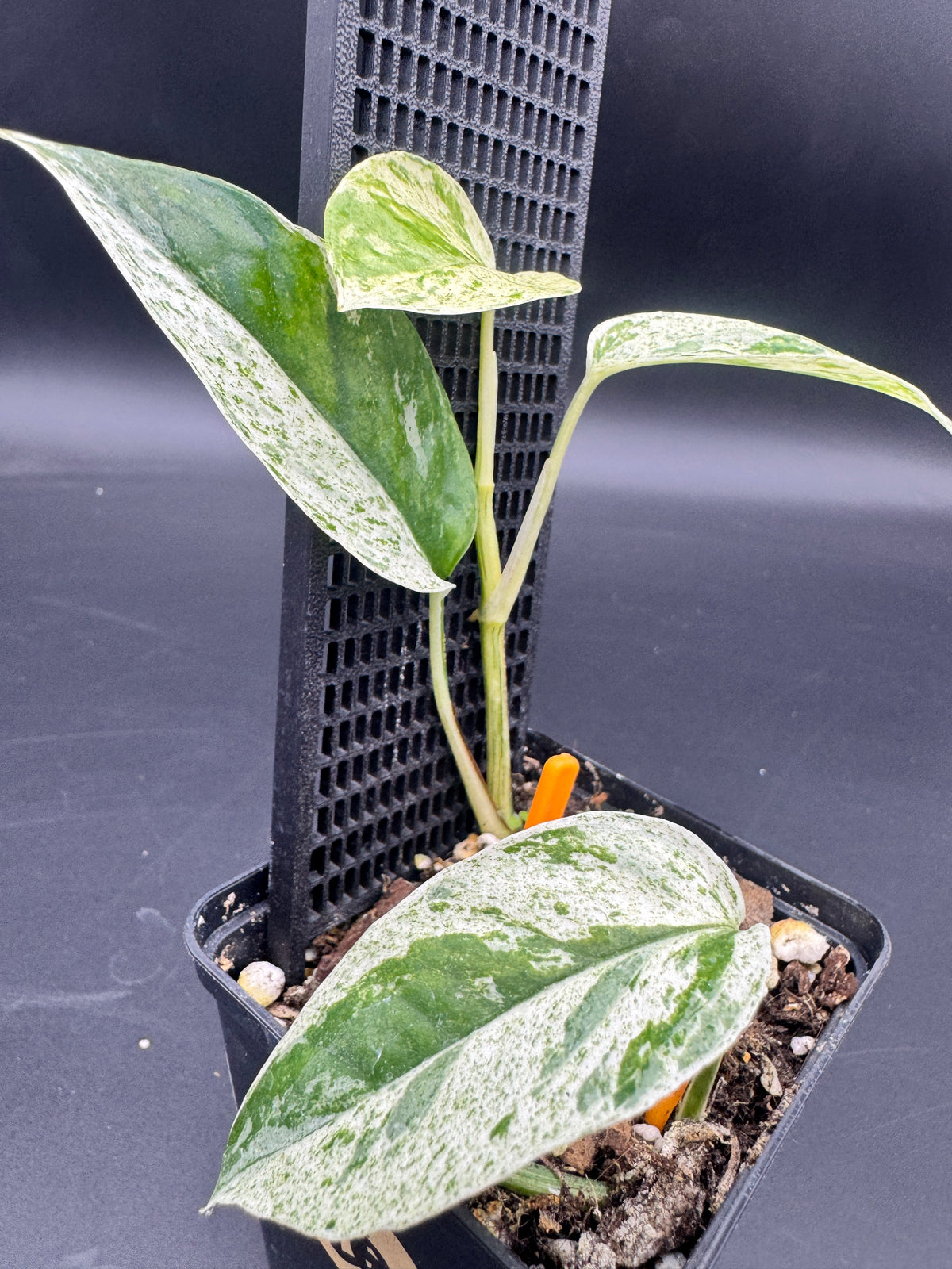 Epipremnum hanoman sp Bali
