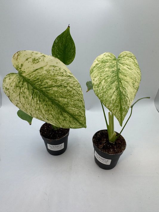 Monstera mint variegata