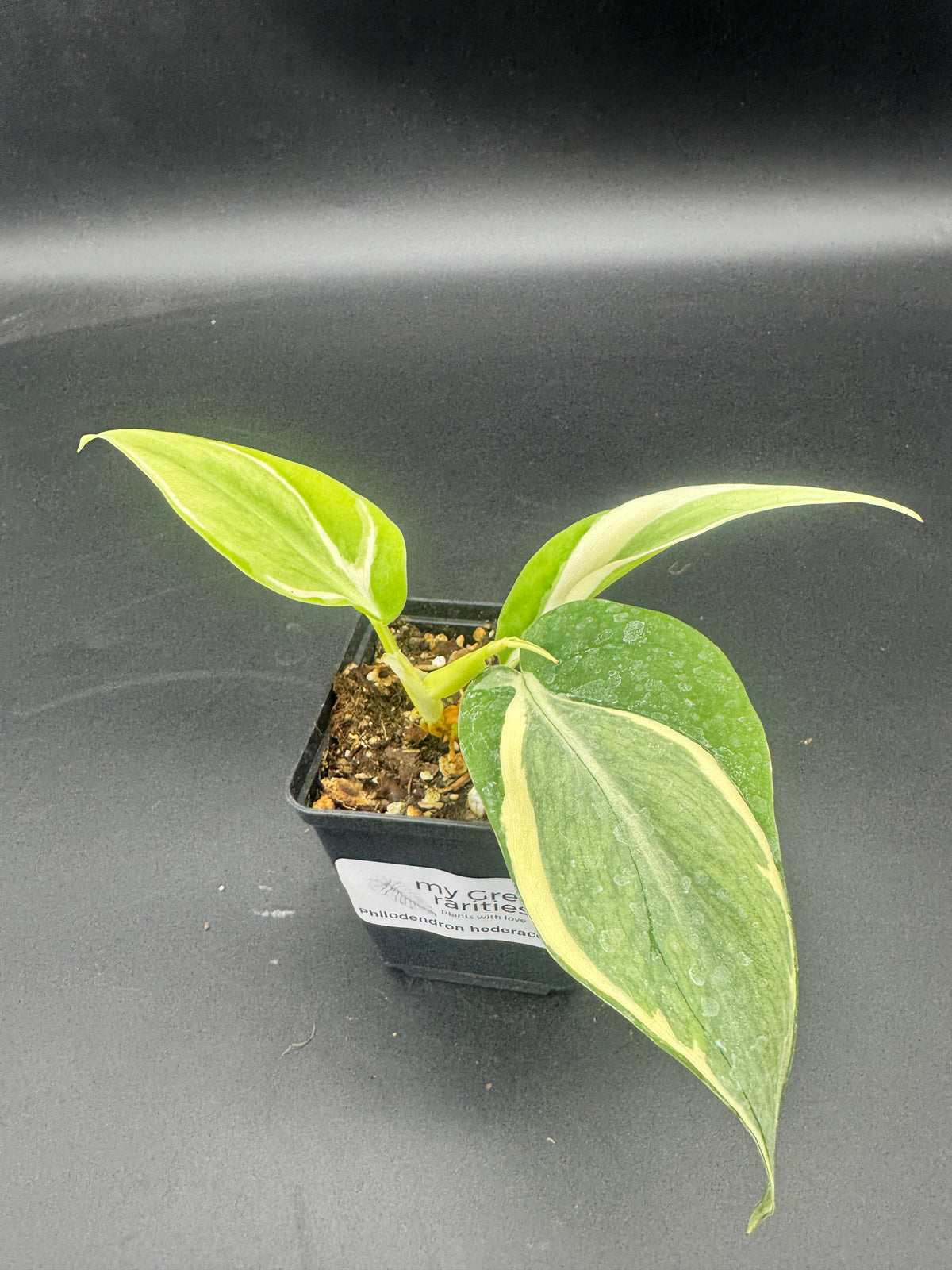 Philodendron hederaceum Rio
