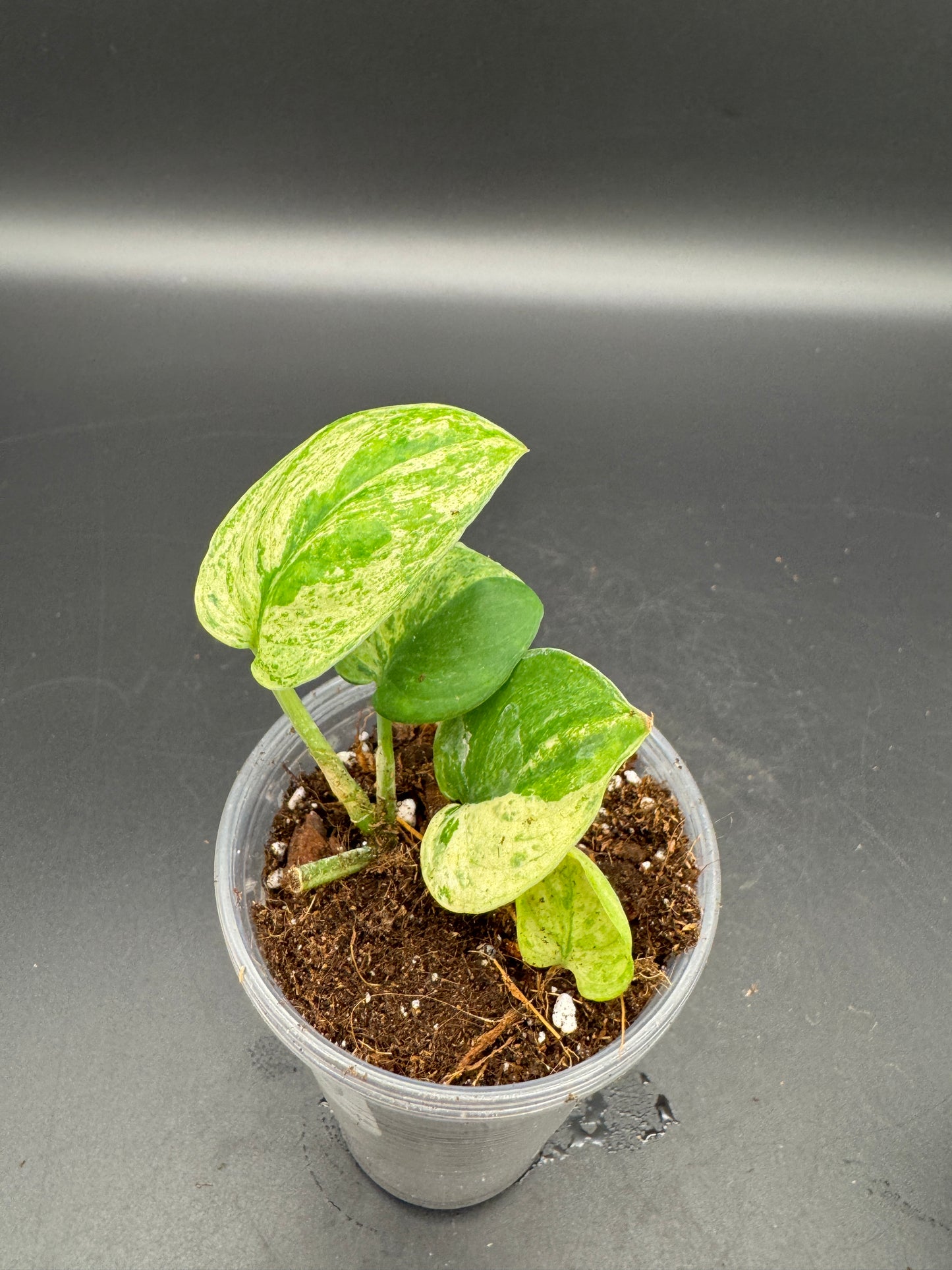 Scindapsus jade Satin variegata