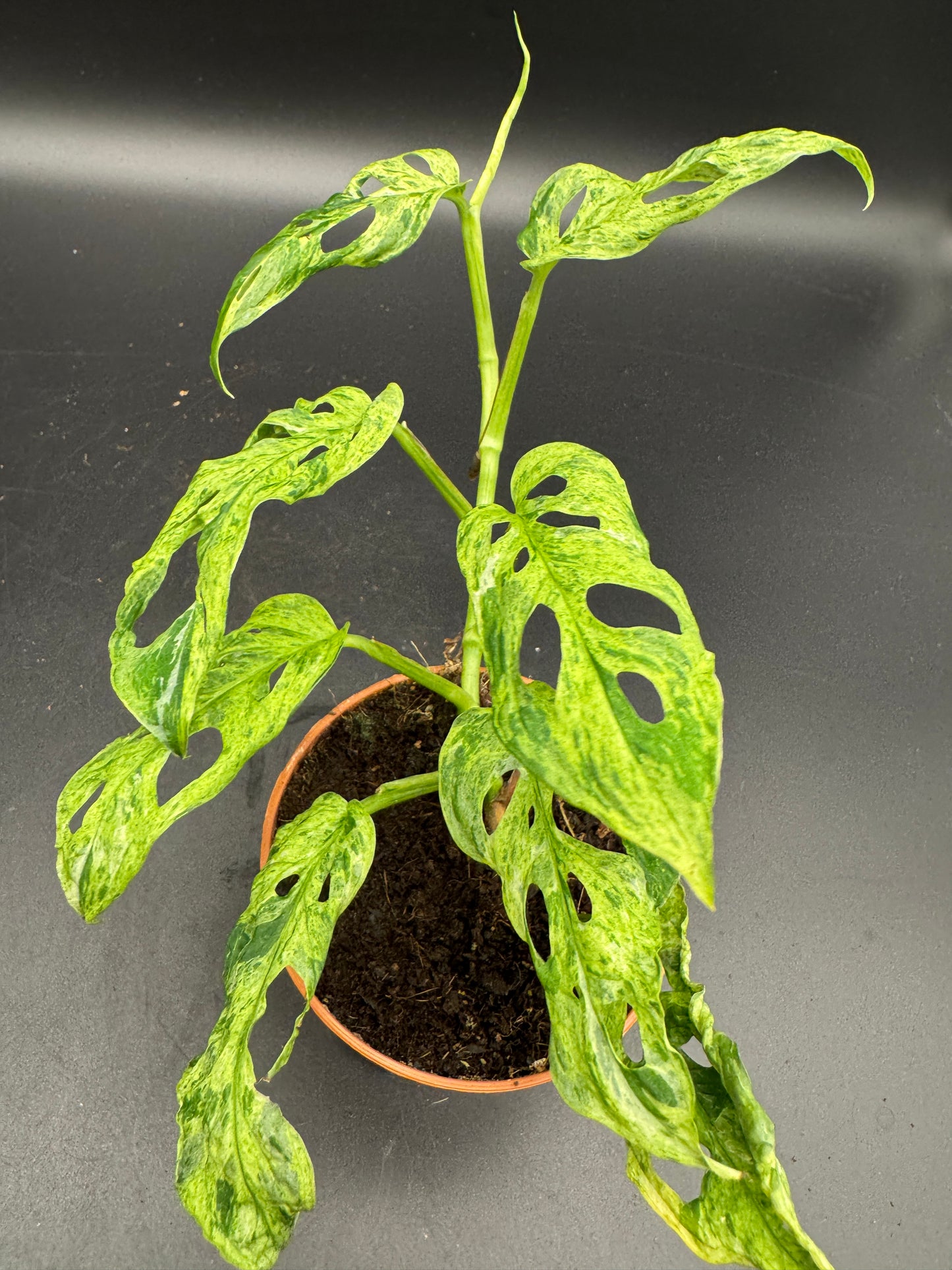 Monstera adansonii Frozen freckles