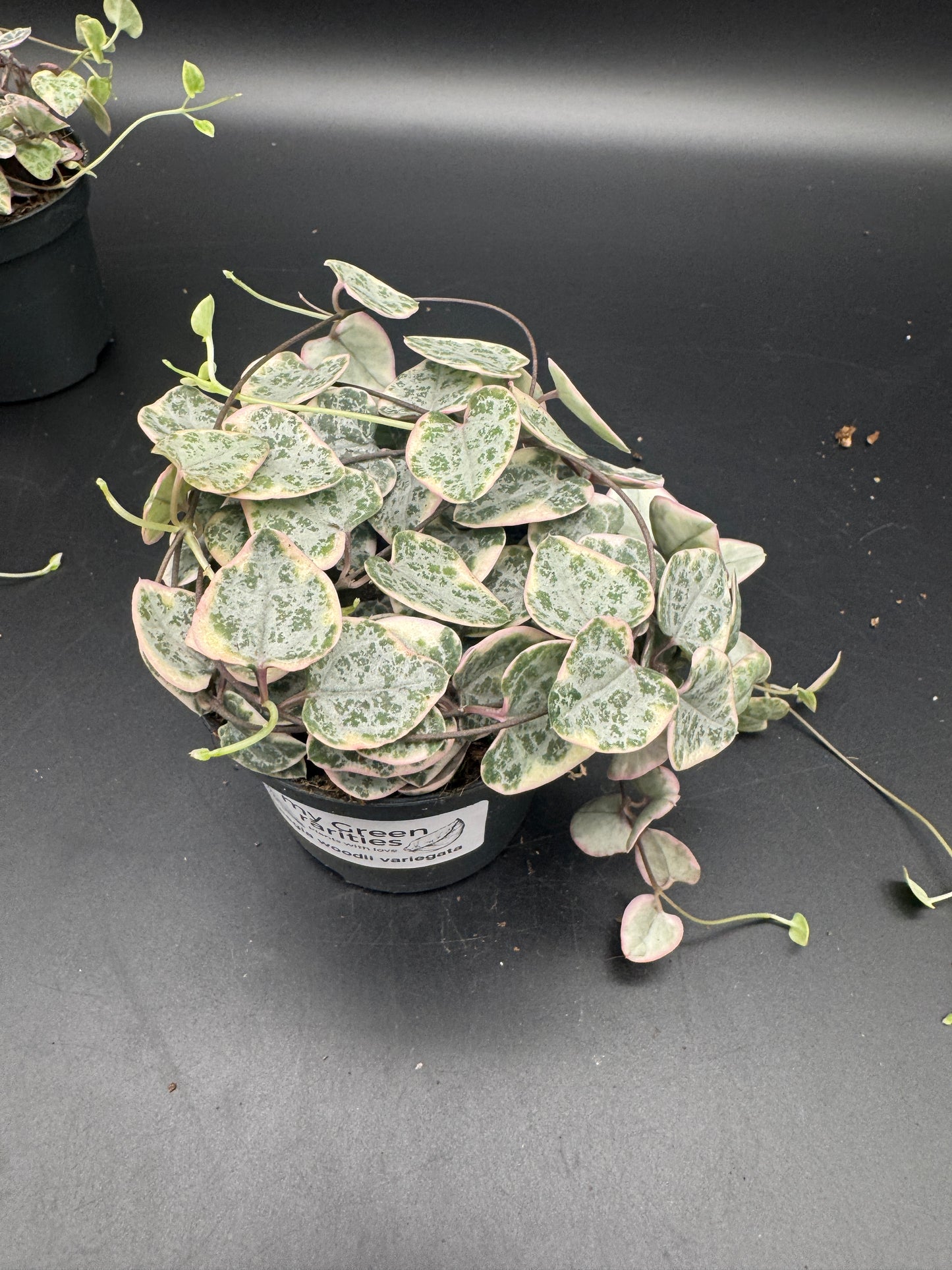 Ceropegia Woodii variegata