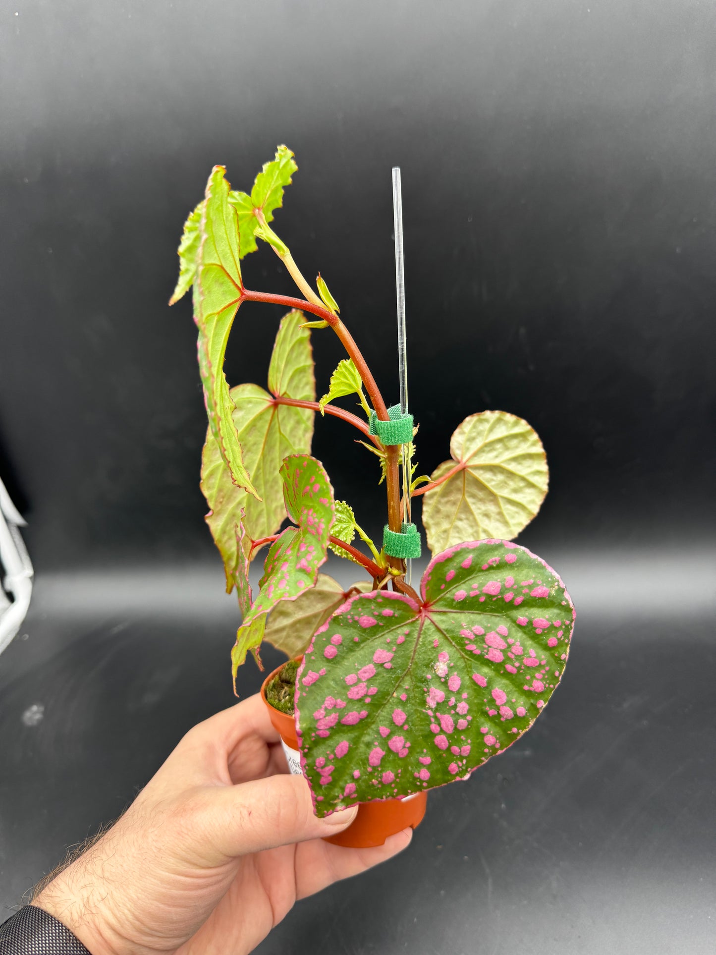 Begonia Muara Wahau
