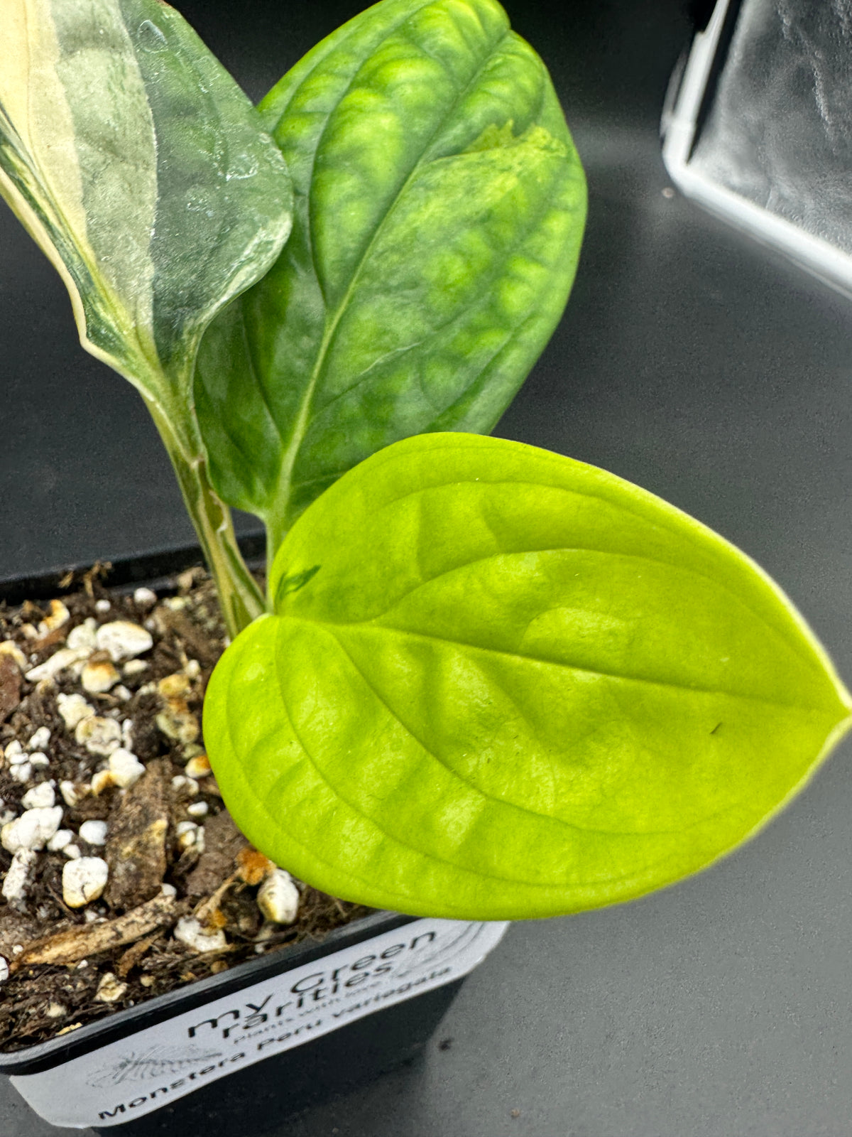 Monstera karstenanium Peru variegata