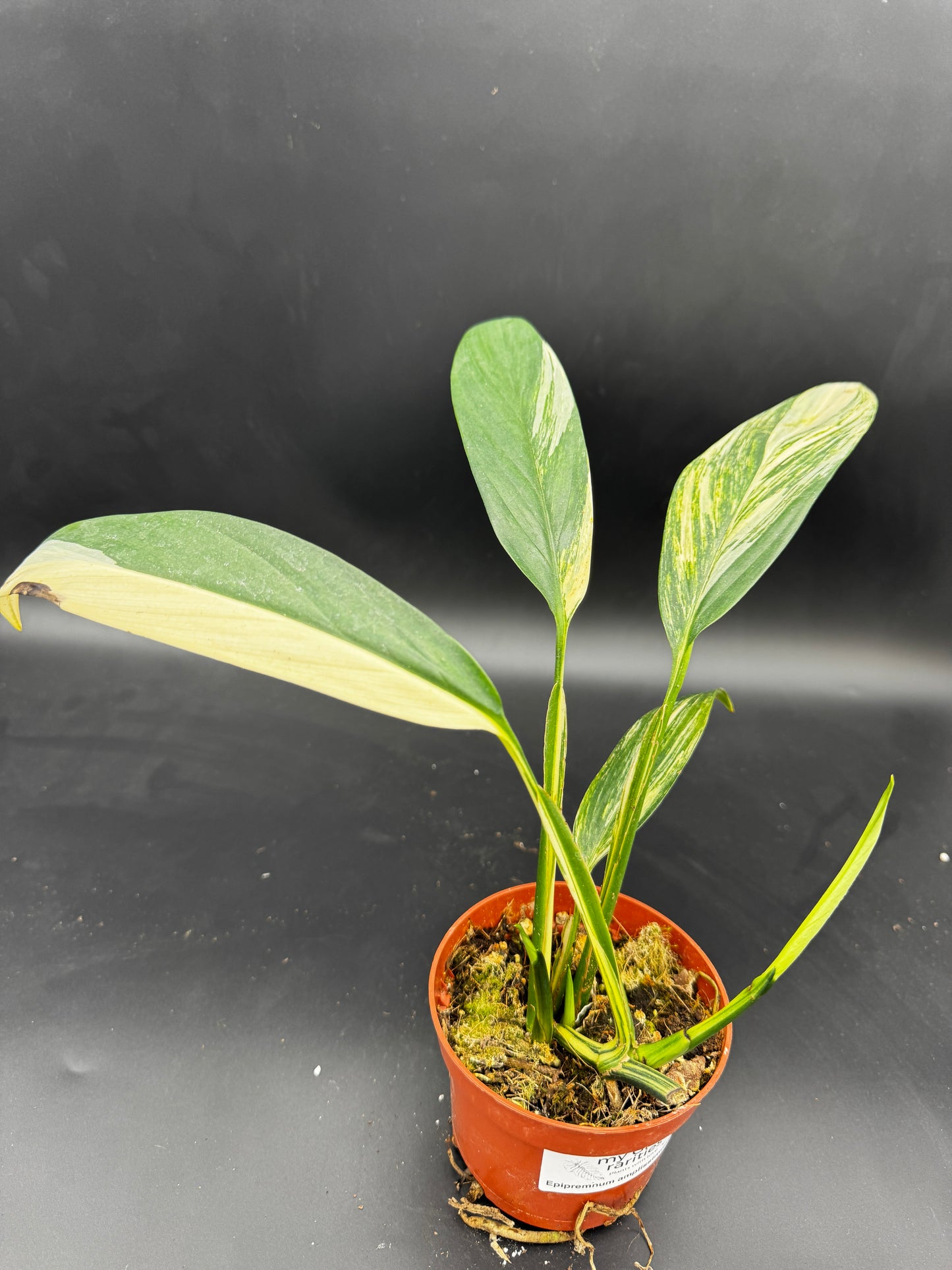 Epipremnum Amplissimum Aurea variegata mit 3 Trieben