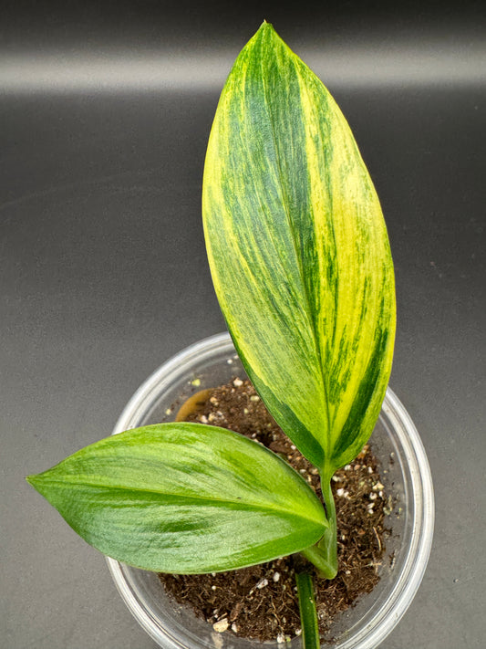 Epipremnum amplissimum aurea variegata
