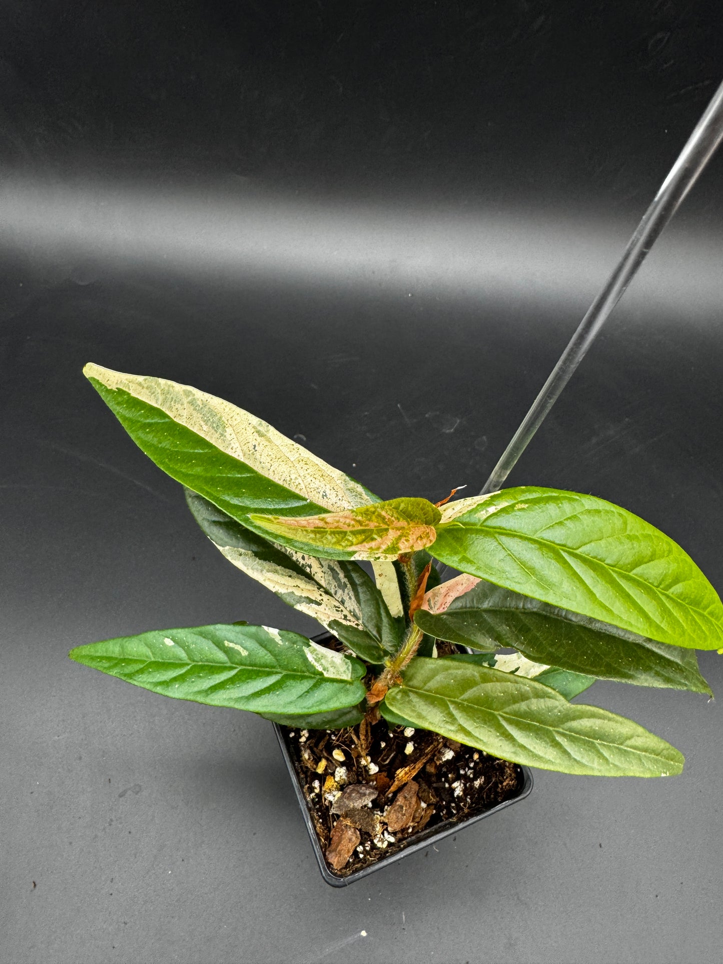 Ficus Sagittata Pink Variegata