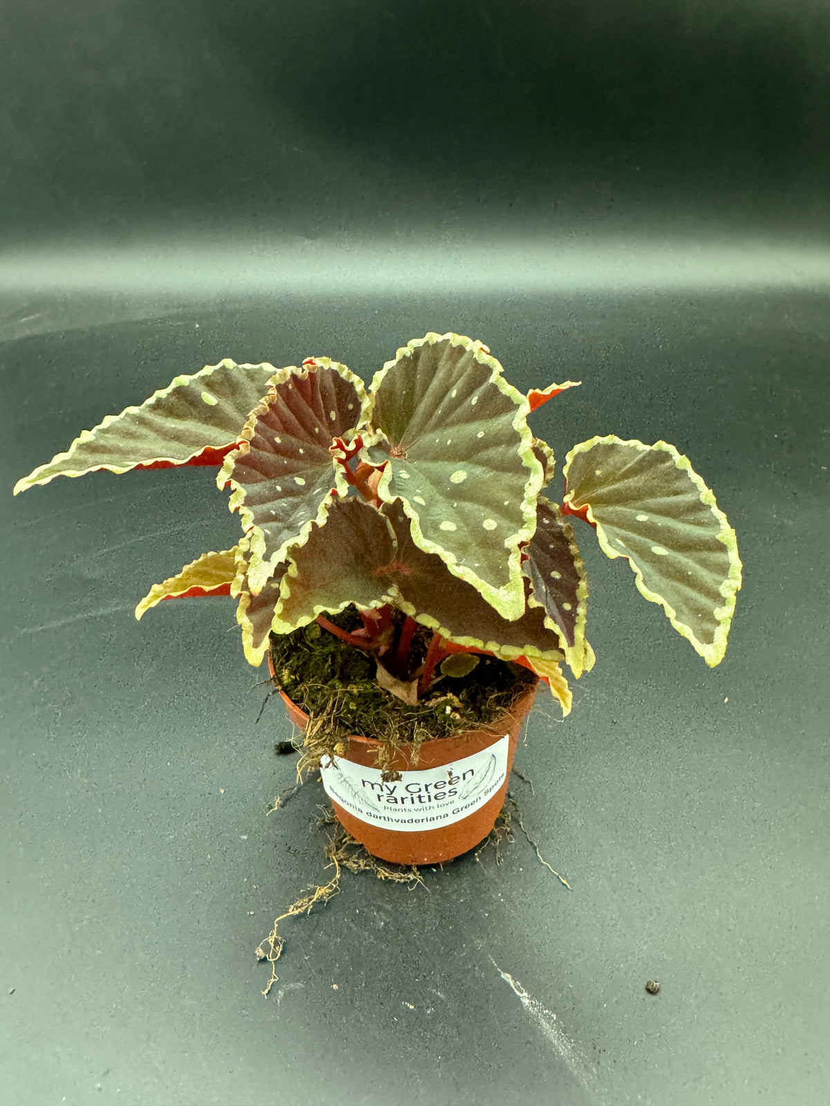 Begonia Darthvaderiana Green Spots