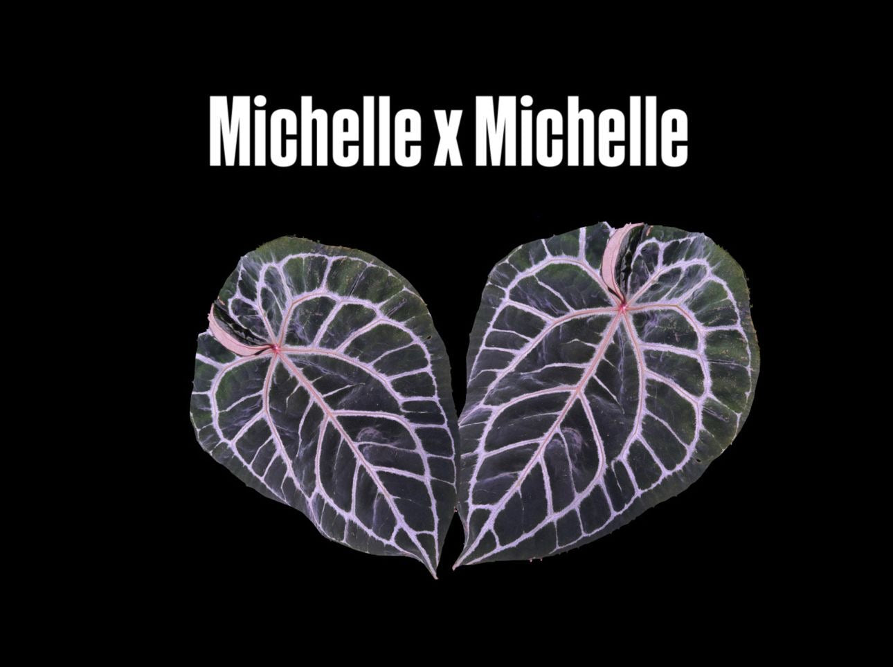 Anthurium Michelle x Michelle (1 Pflanze)