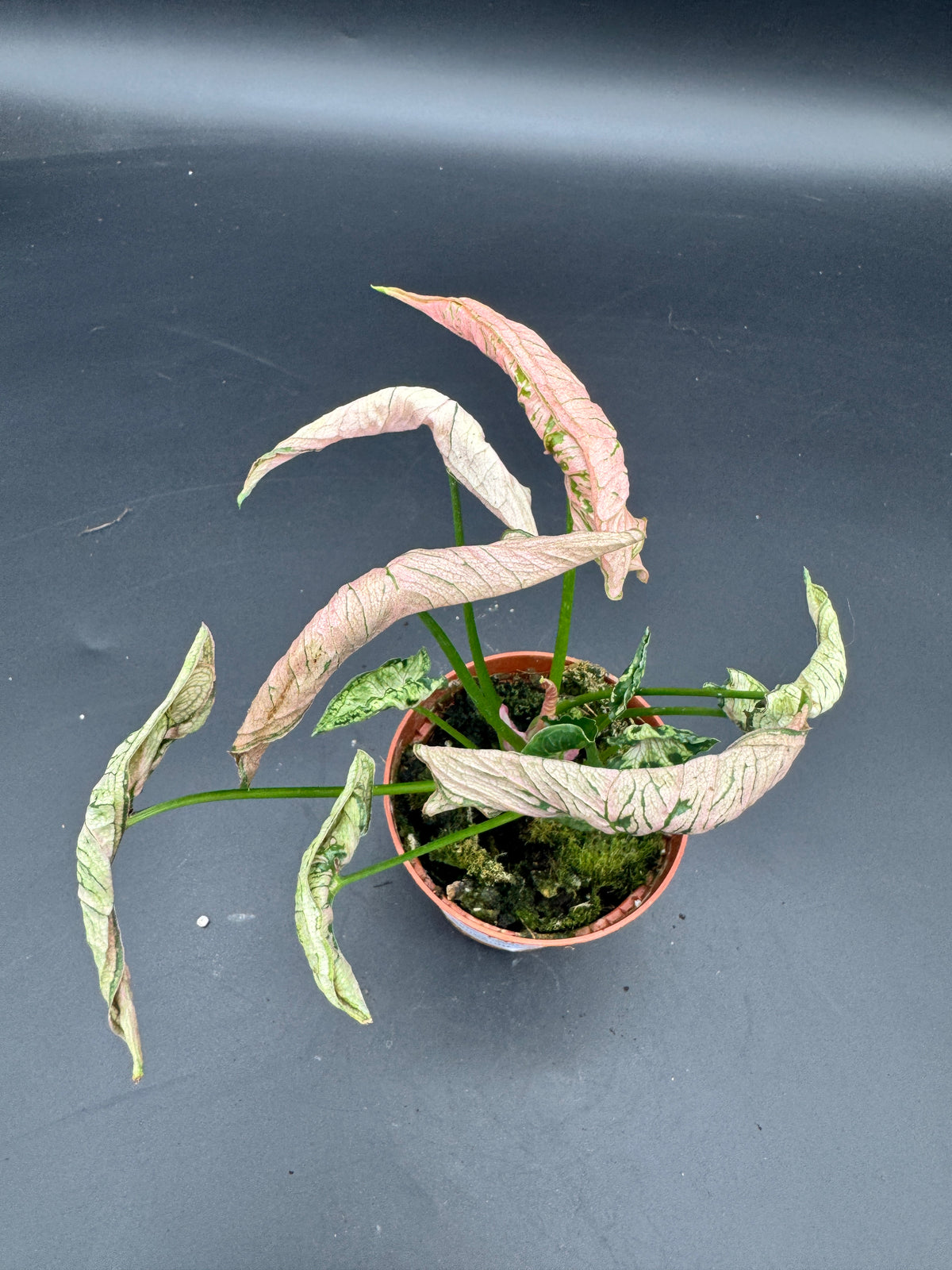 Syngonium pink rolli