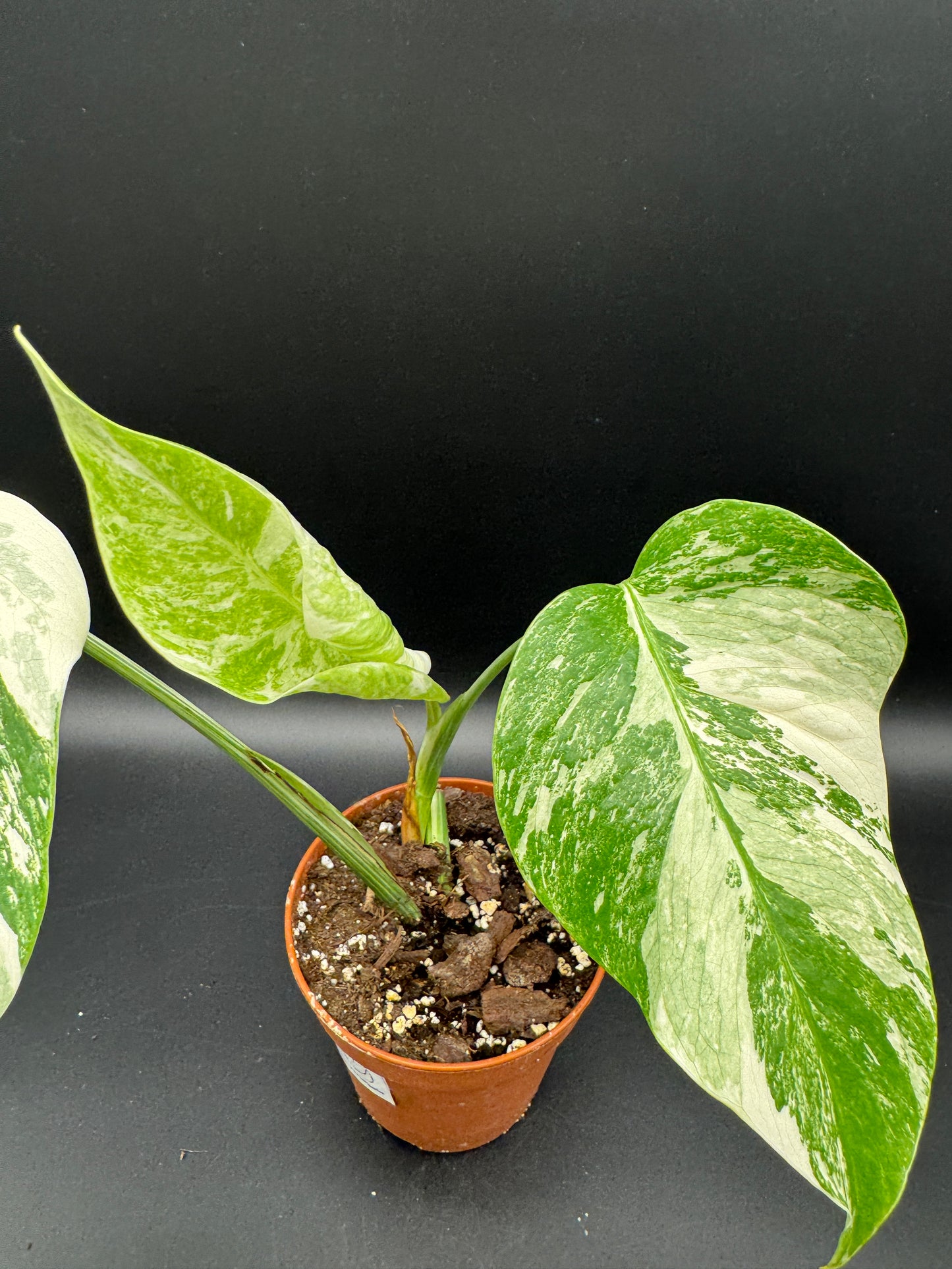 Monstera deliciosa variegata