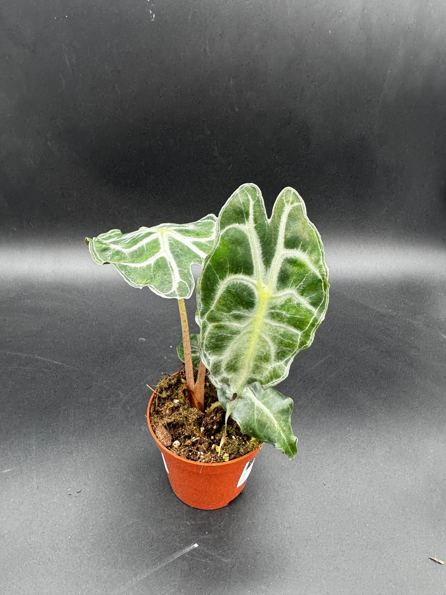 Alocasia Venom
