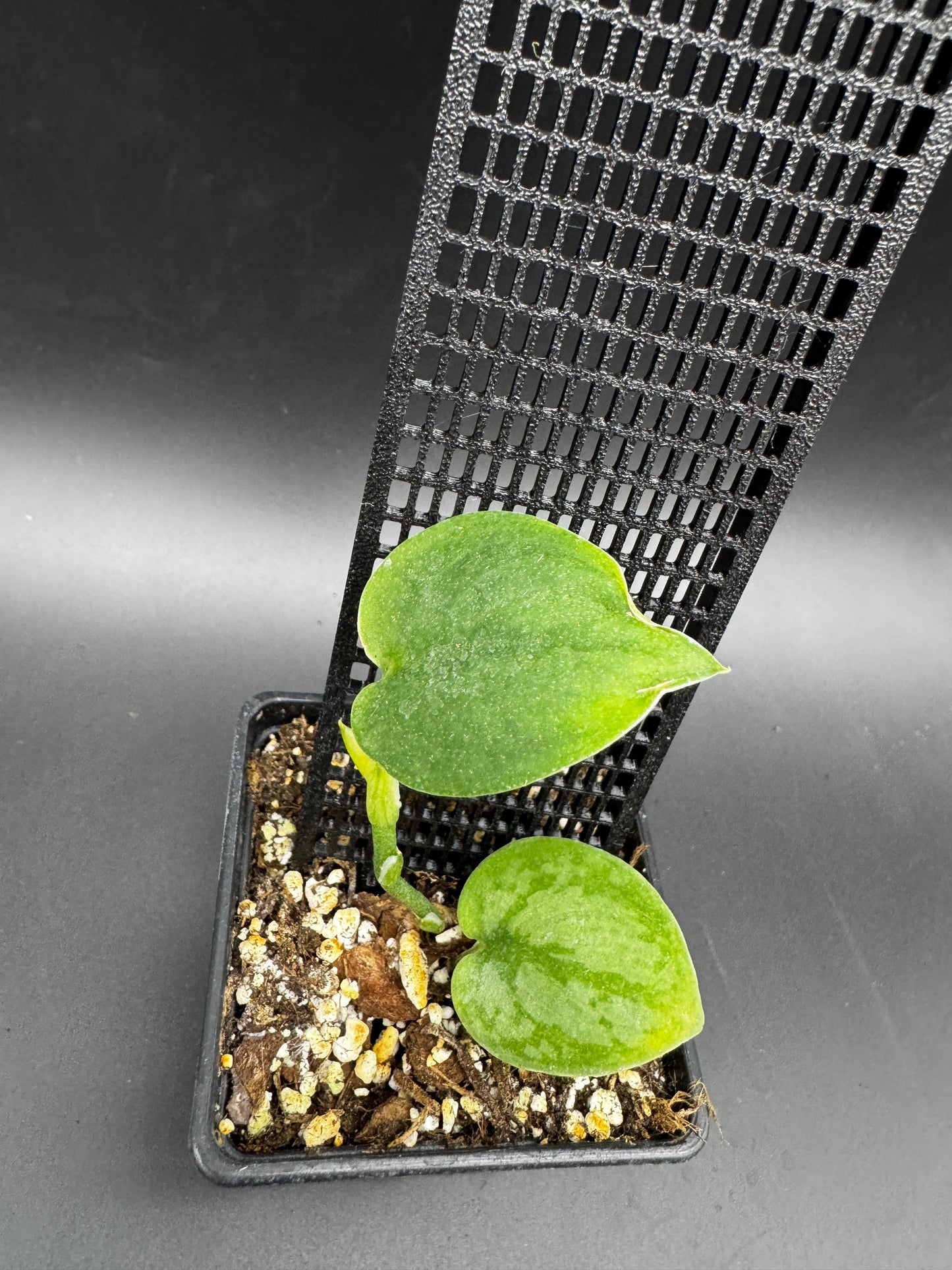 Scindapsus Exotica Hologram
