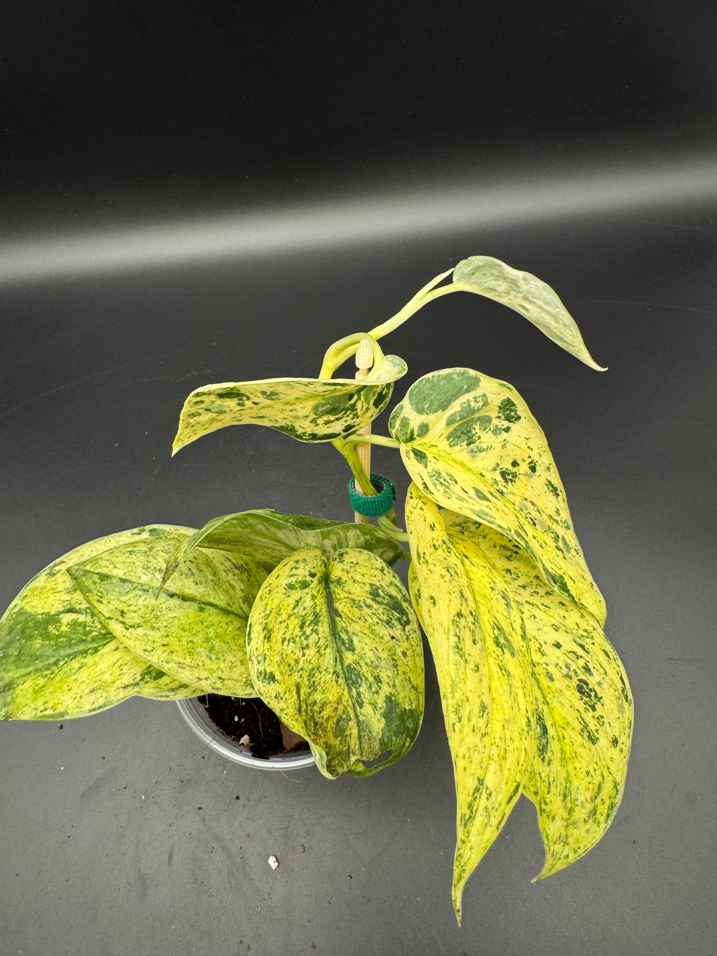 Scindapsus jade Satin Creme brulee