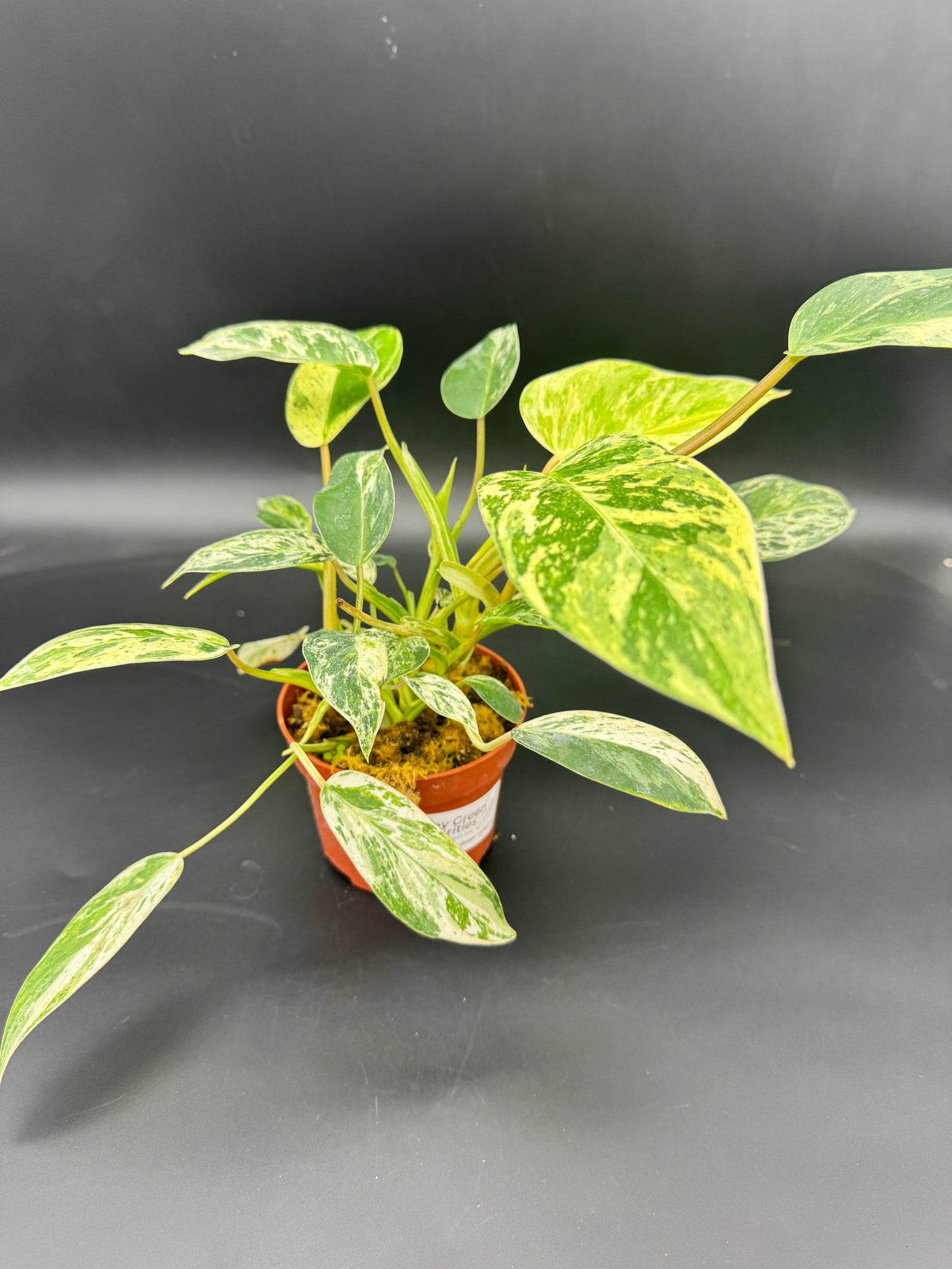 Philodendron Emerald Queen Variegata