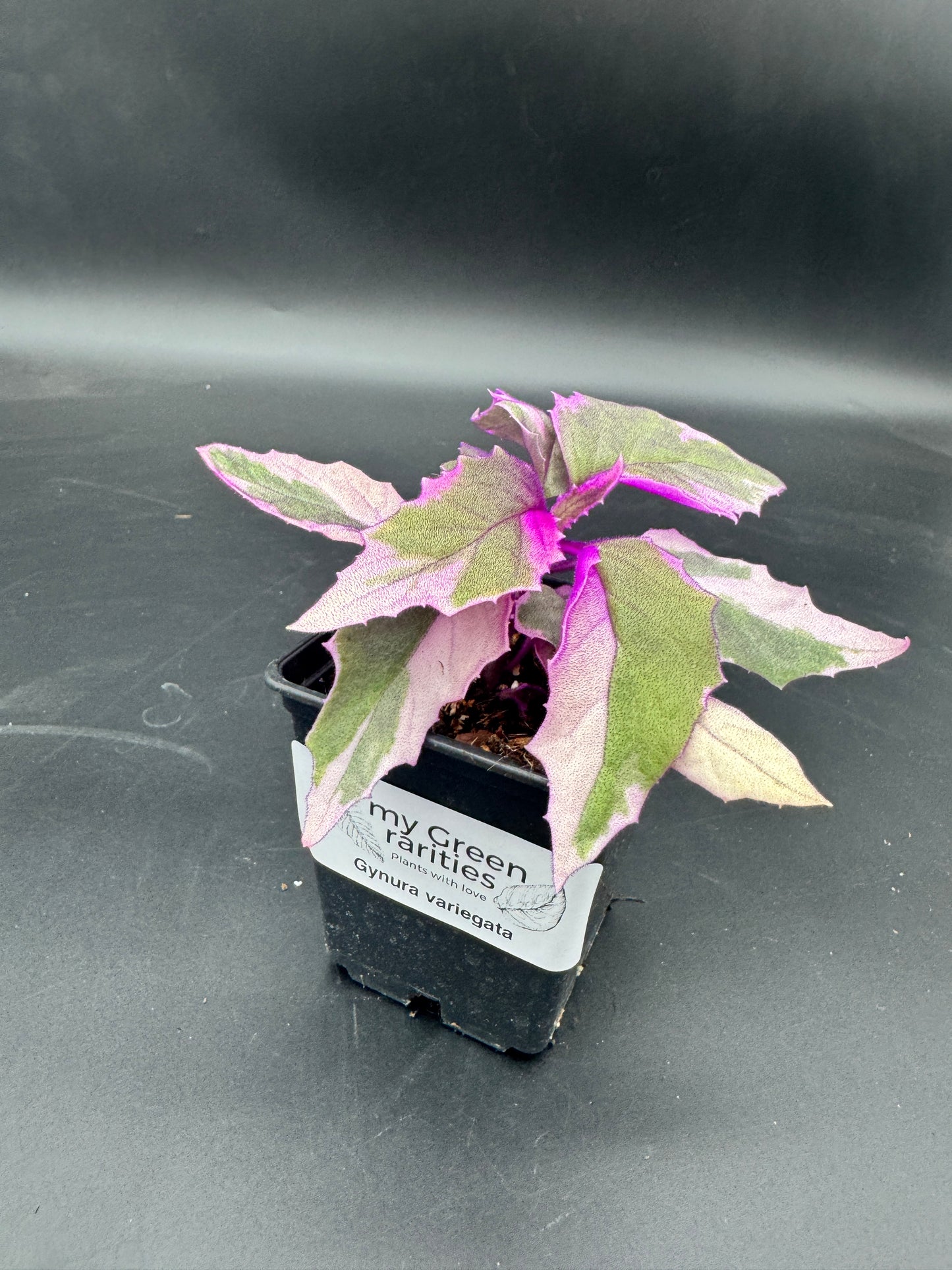 Gynura variegata