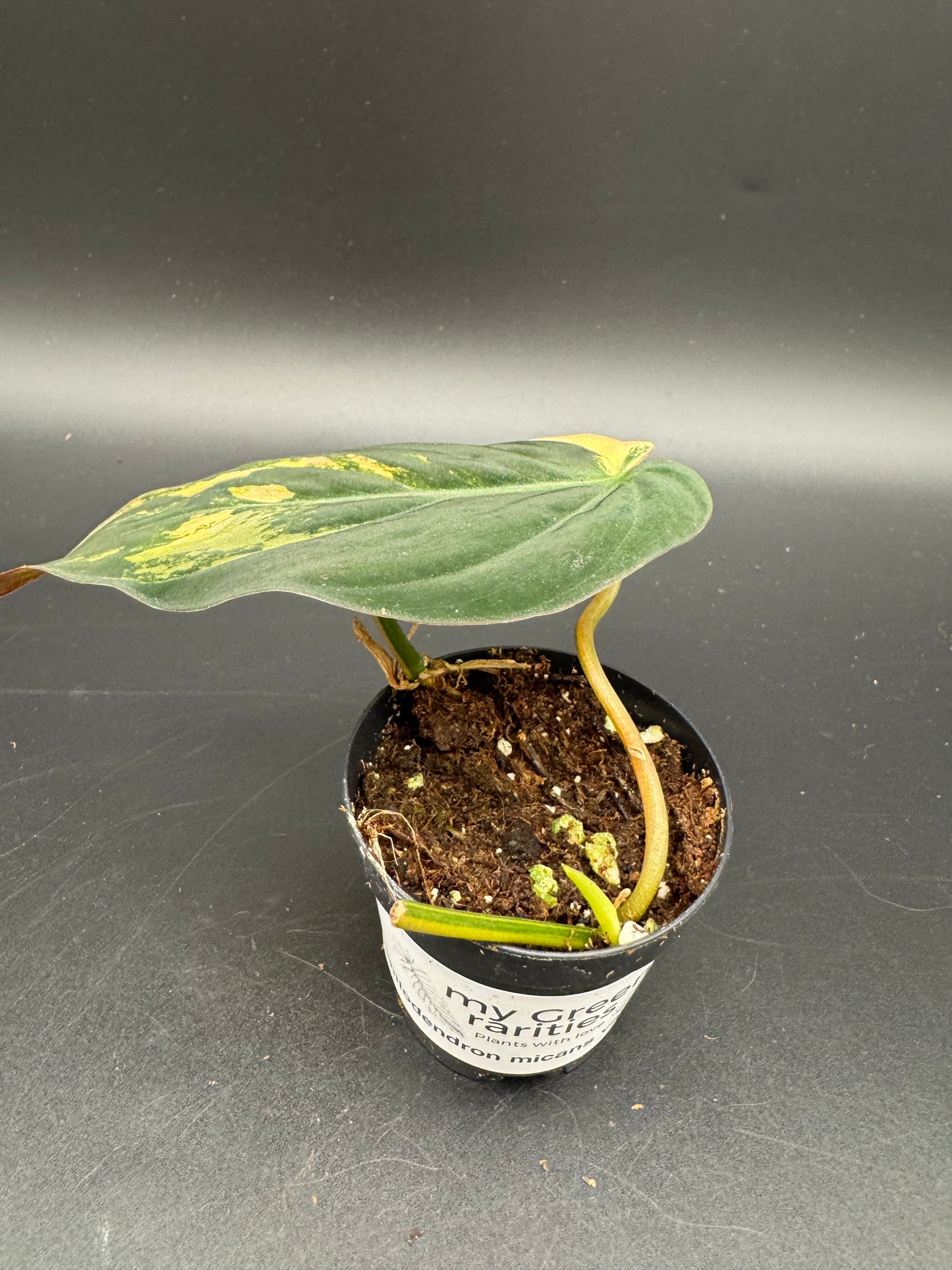 Philodendron micans variegata