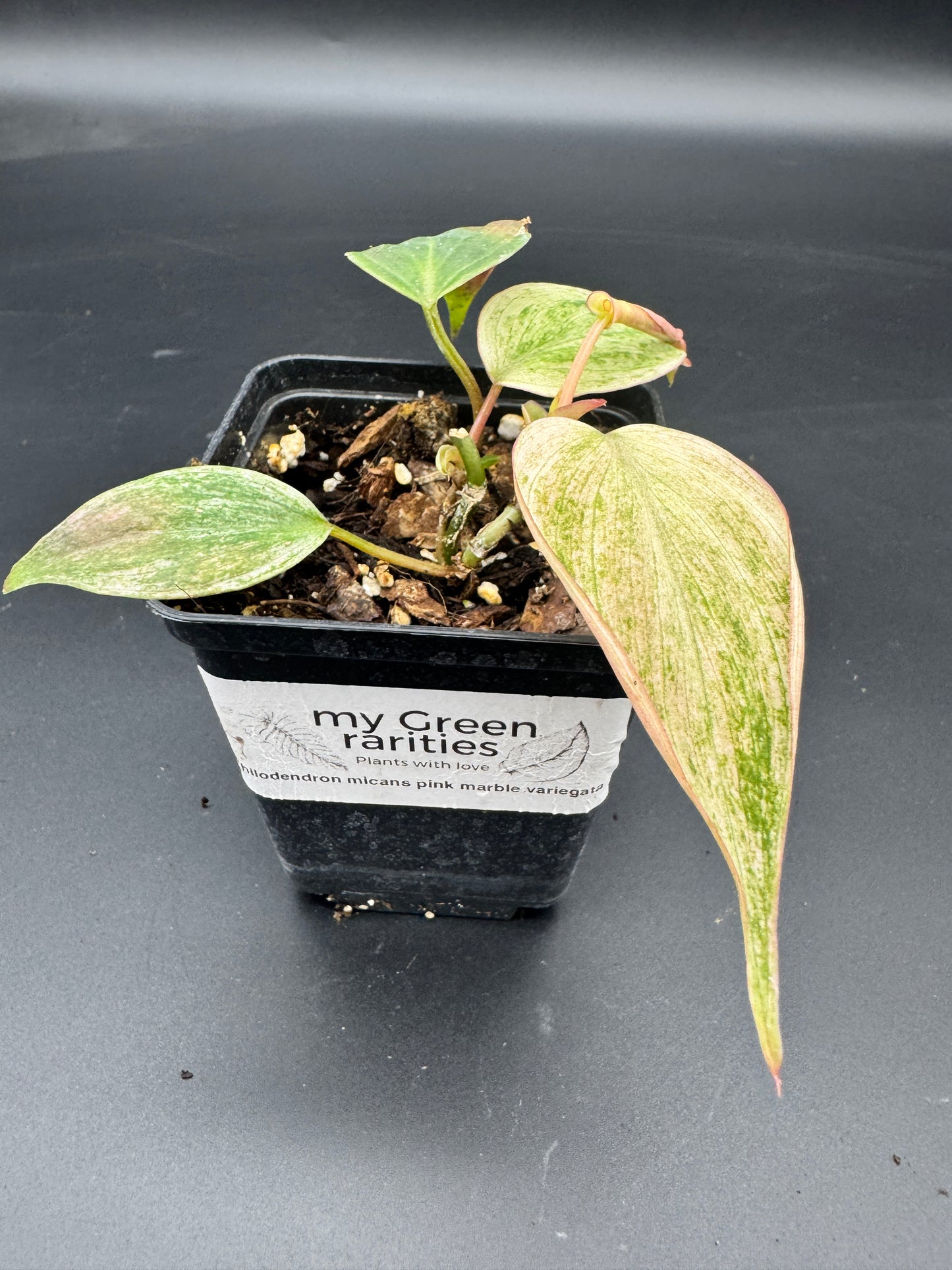 Philodendron micans pink marble variegata