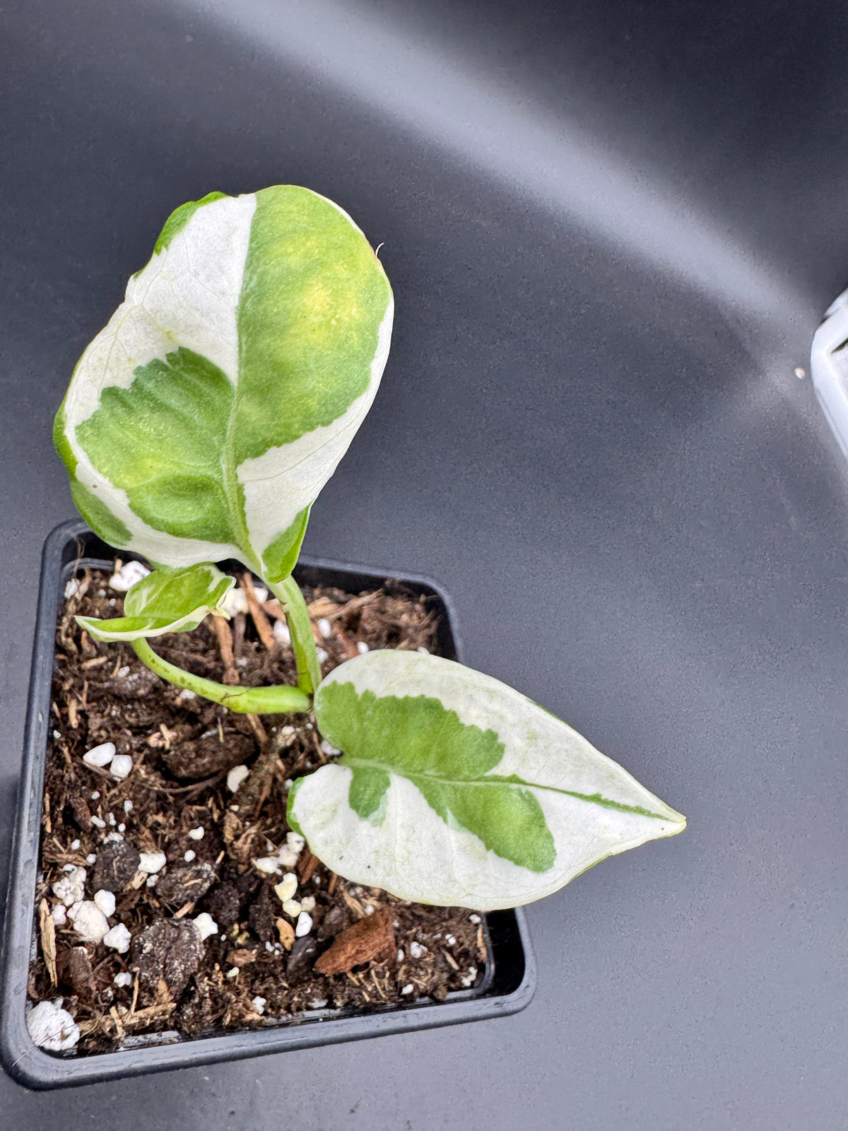 Philodendron Forrest of white