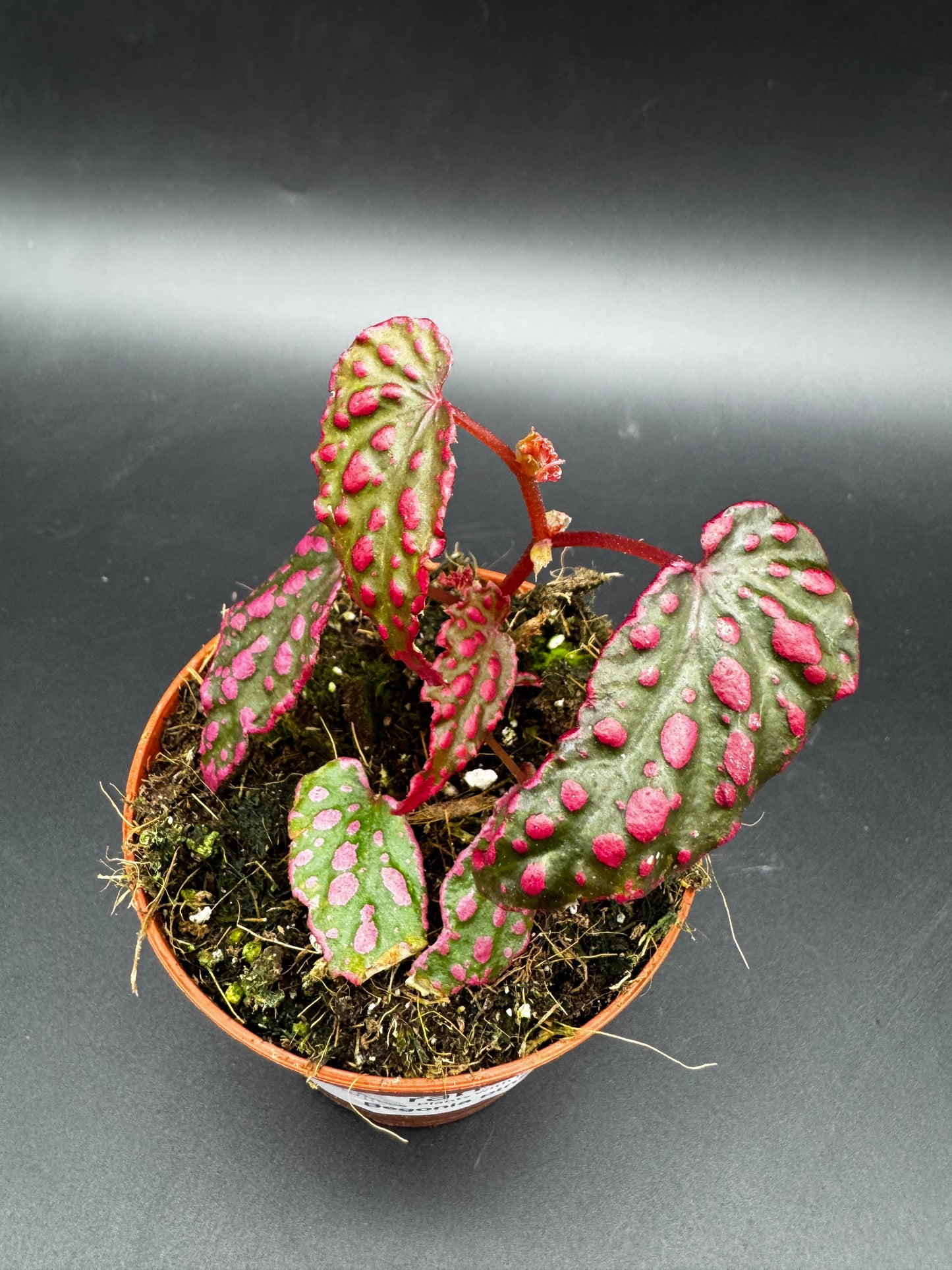 Begonia Pink Lady